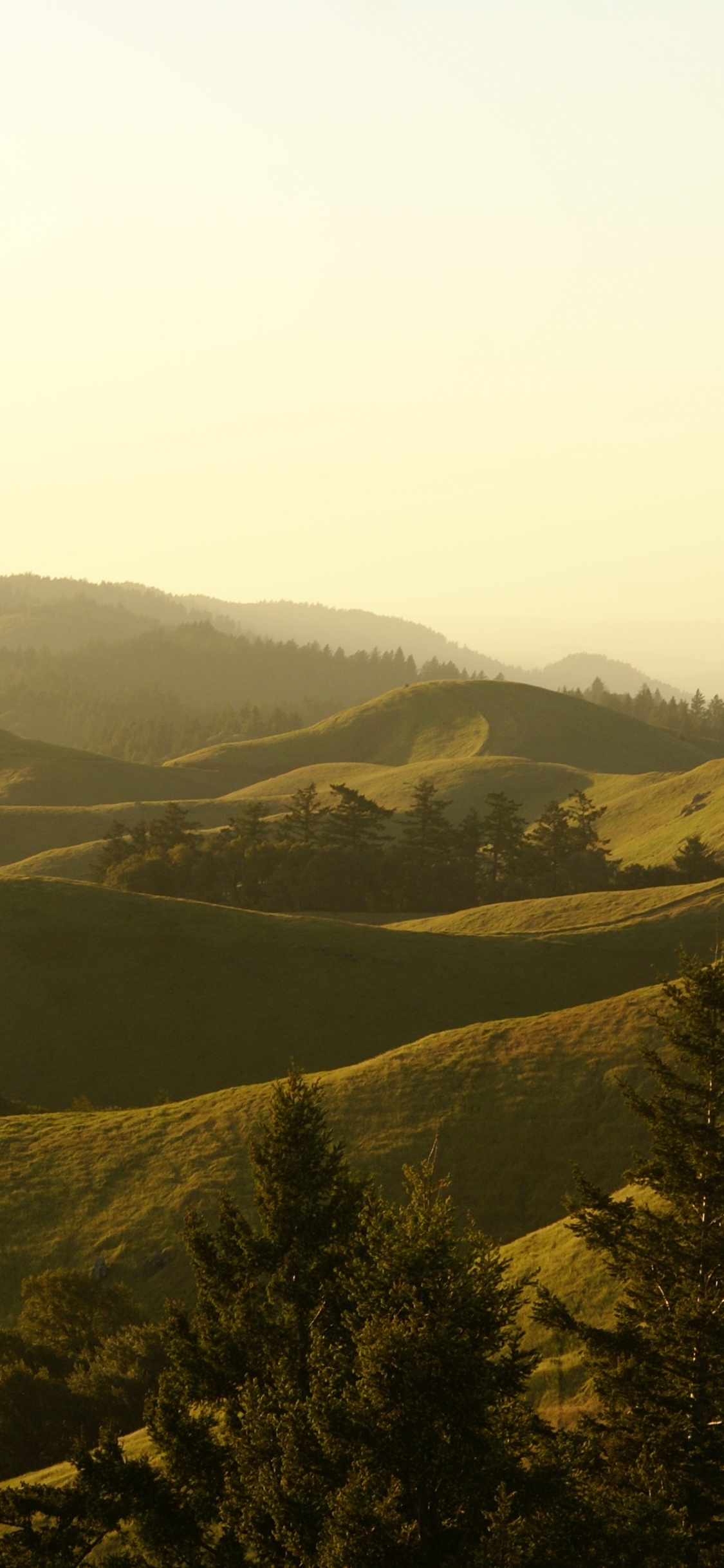Parque Estatal Monte Tamalpais, Montaña, la Comunidad Vegetal, Ecorregión, Paisaje Natural. Wallpaper in 1125x2436 Resolution