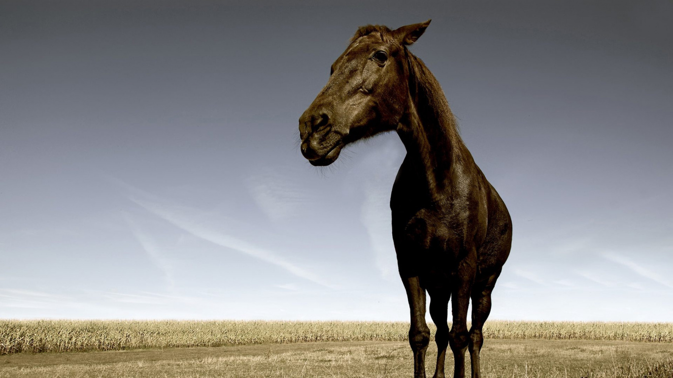 Caballo Marrón en Campo Marrón Durante el Día. Wallpaper in 1366x768 Resolution