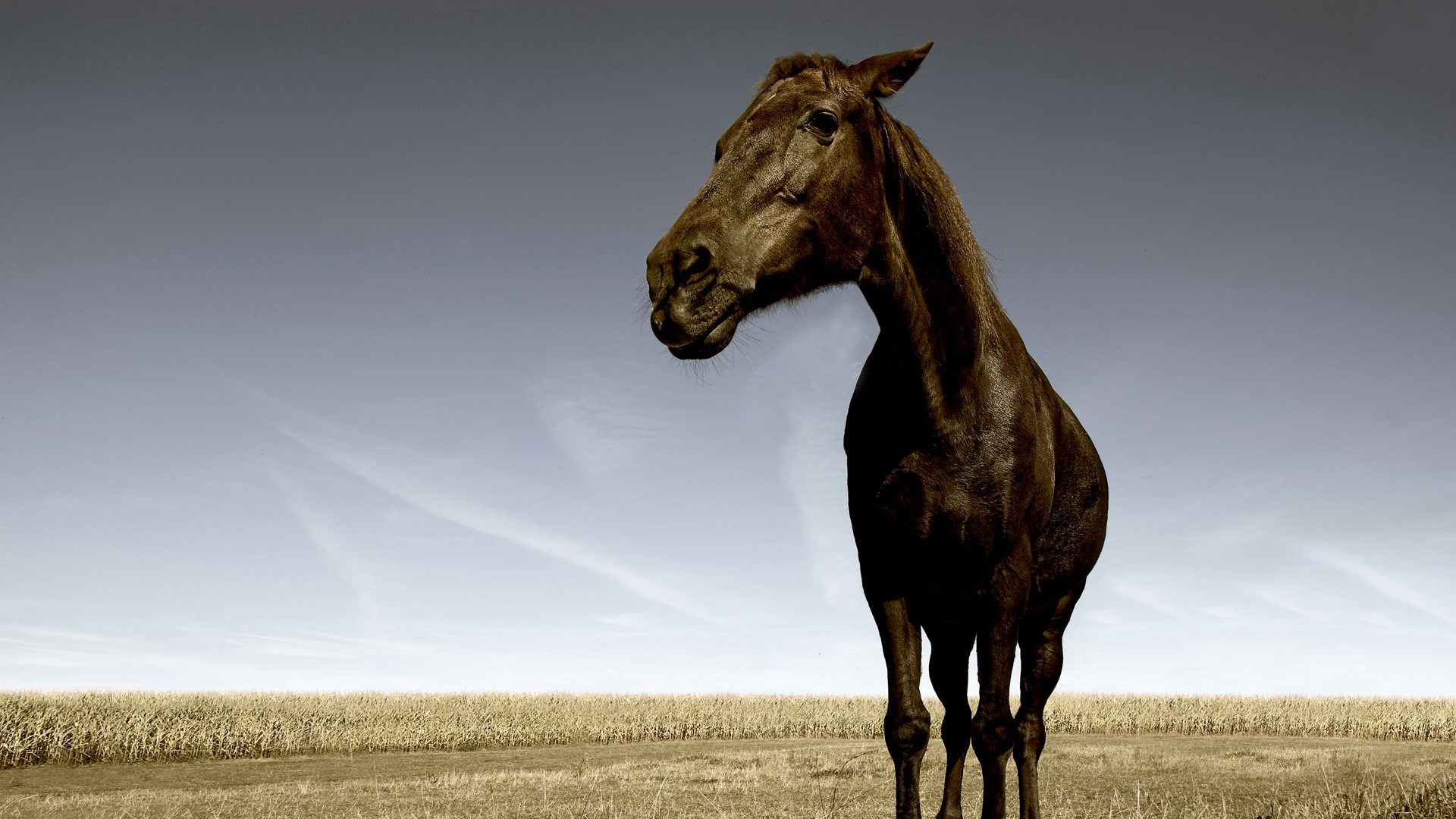 Braunes Pferd Auf Braunem Feld Tagsüber. Wallpaper in 1920x1080 Resolution