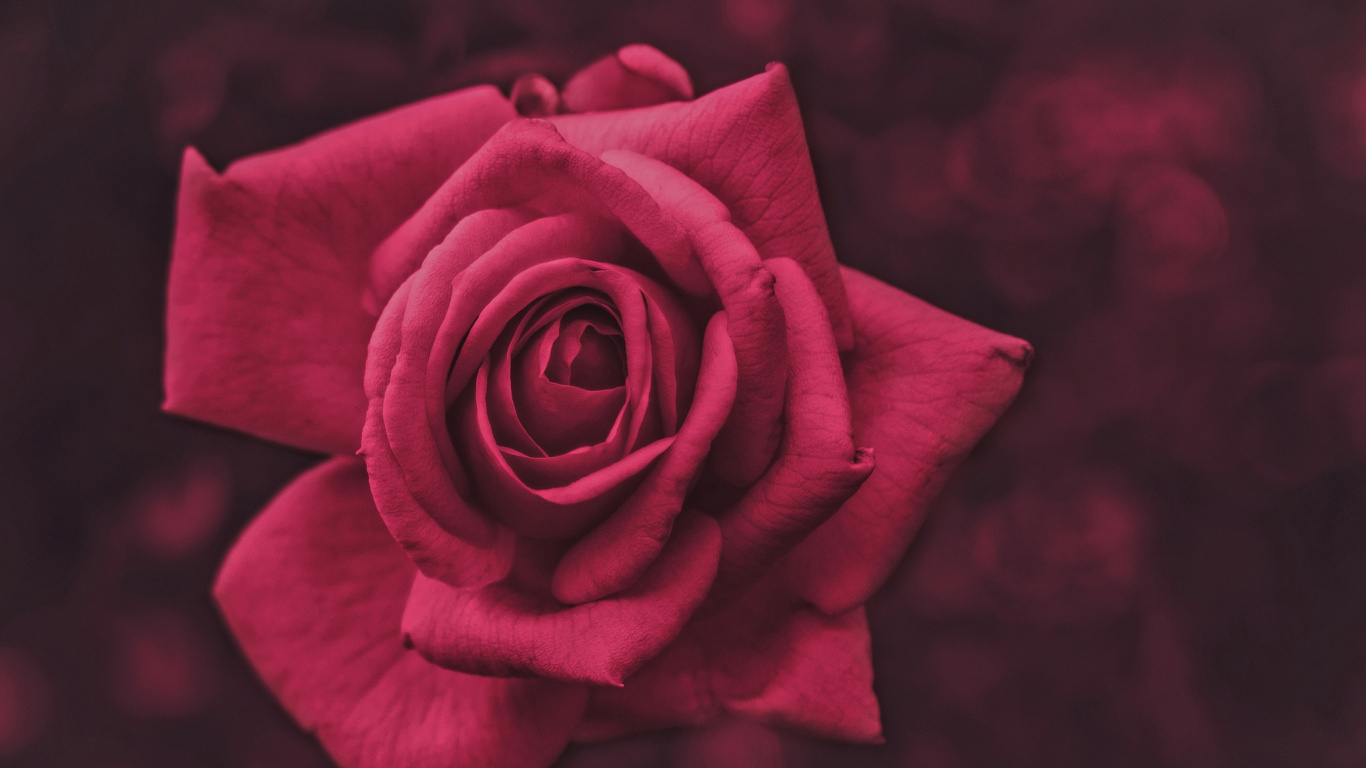 玫瑰花园, 粉红色, 红色的, 性质, 玫瑰家庭 壁纸 1366x768 允许