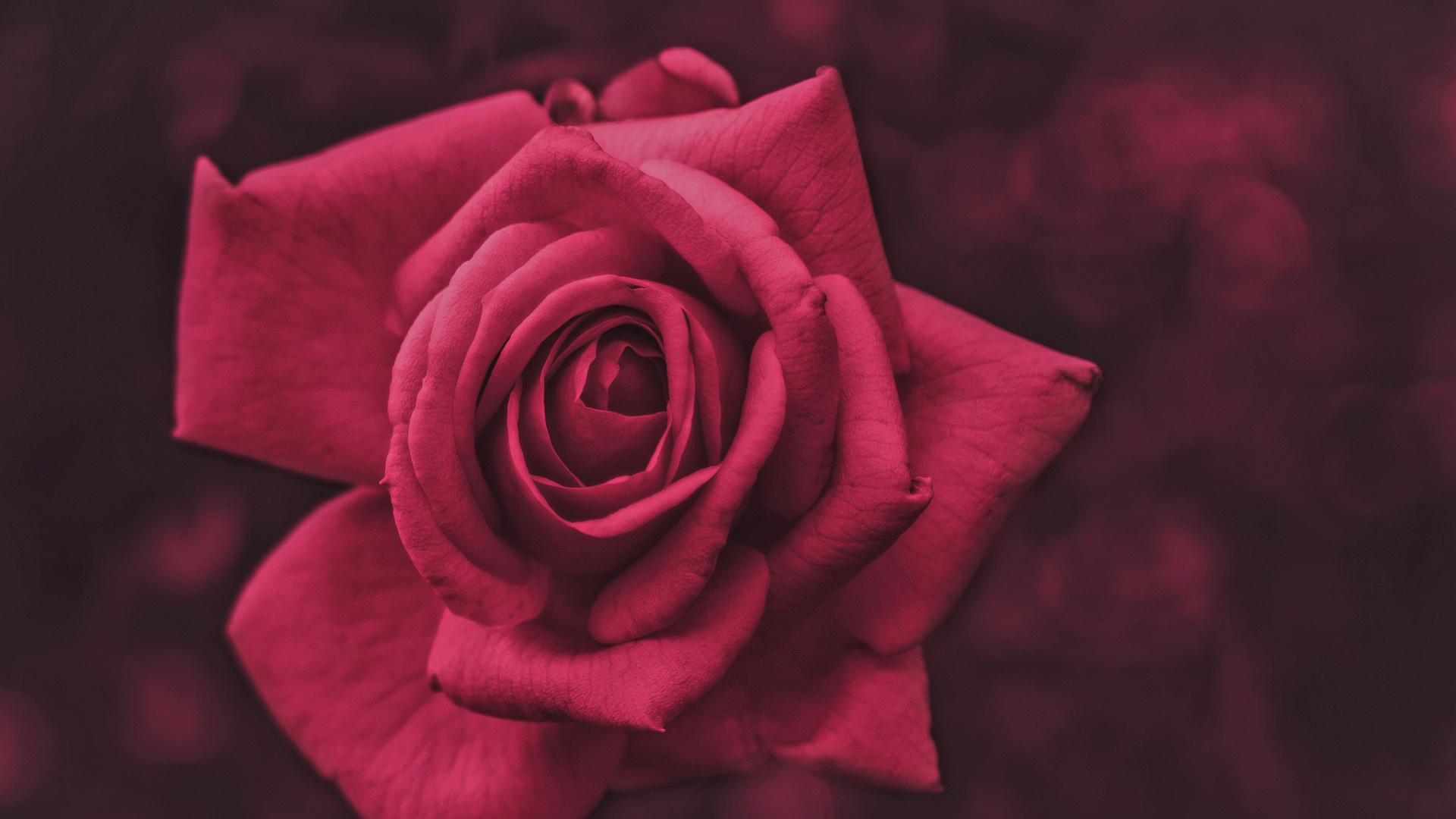 玫瑰花园, 粉红色, 红色的, 性质, 玫瑰家庭 壁纸 1920x1080 允许