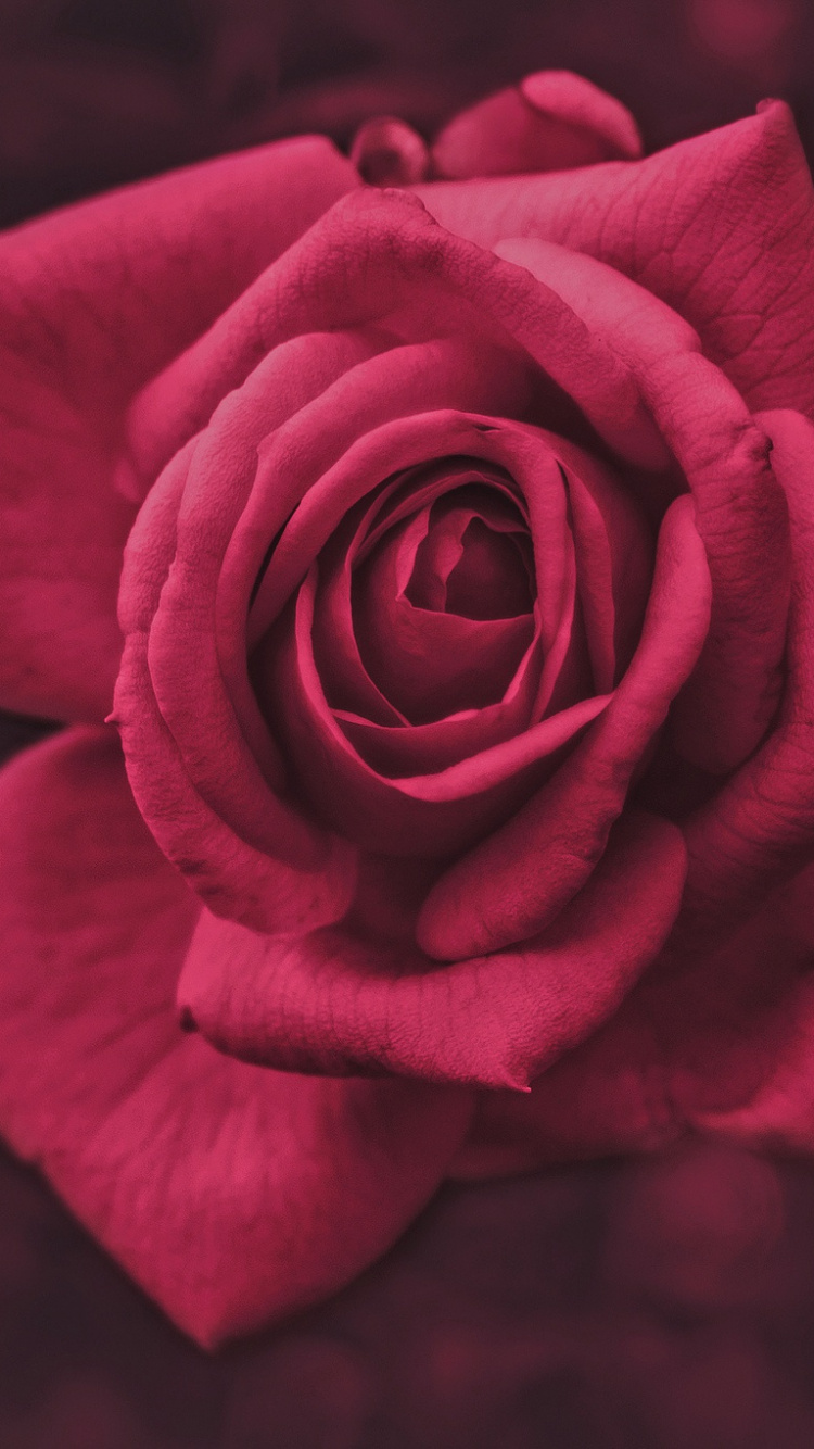 Rose Rouge en Photographie Rapprochée. Wallpaper in 750x1334 Resolution