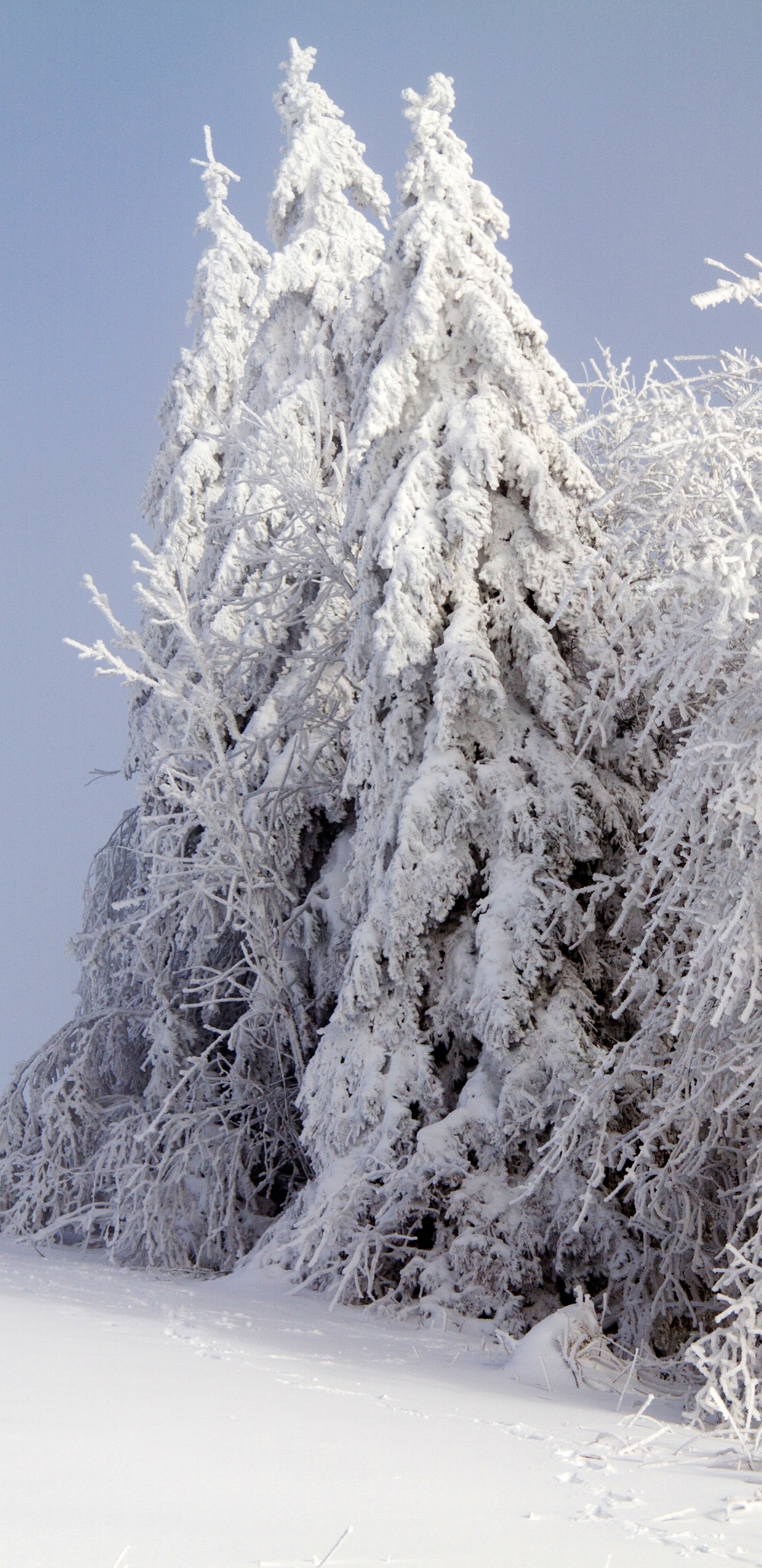 Arbres Couverts de Neige Sur un Sol Couvert de Neige Pendant la Journée. Wallpaper in 1440x2960 Resolution
