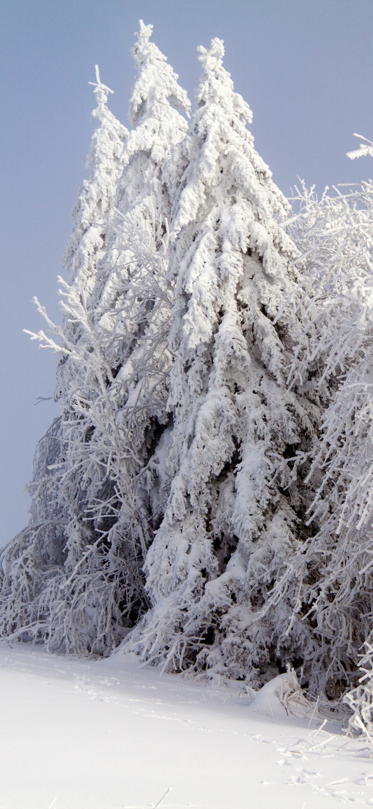 Schneebedeckte Bäume Auf Schneebedecktem Boden Tagsüber. Wallpaper in 1242x2688 Resolution