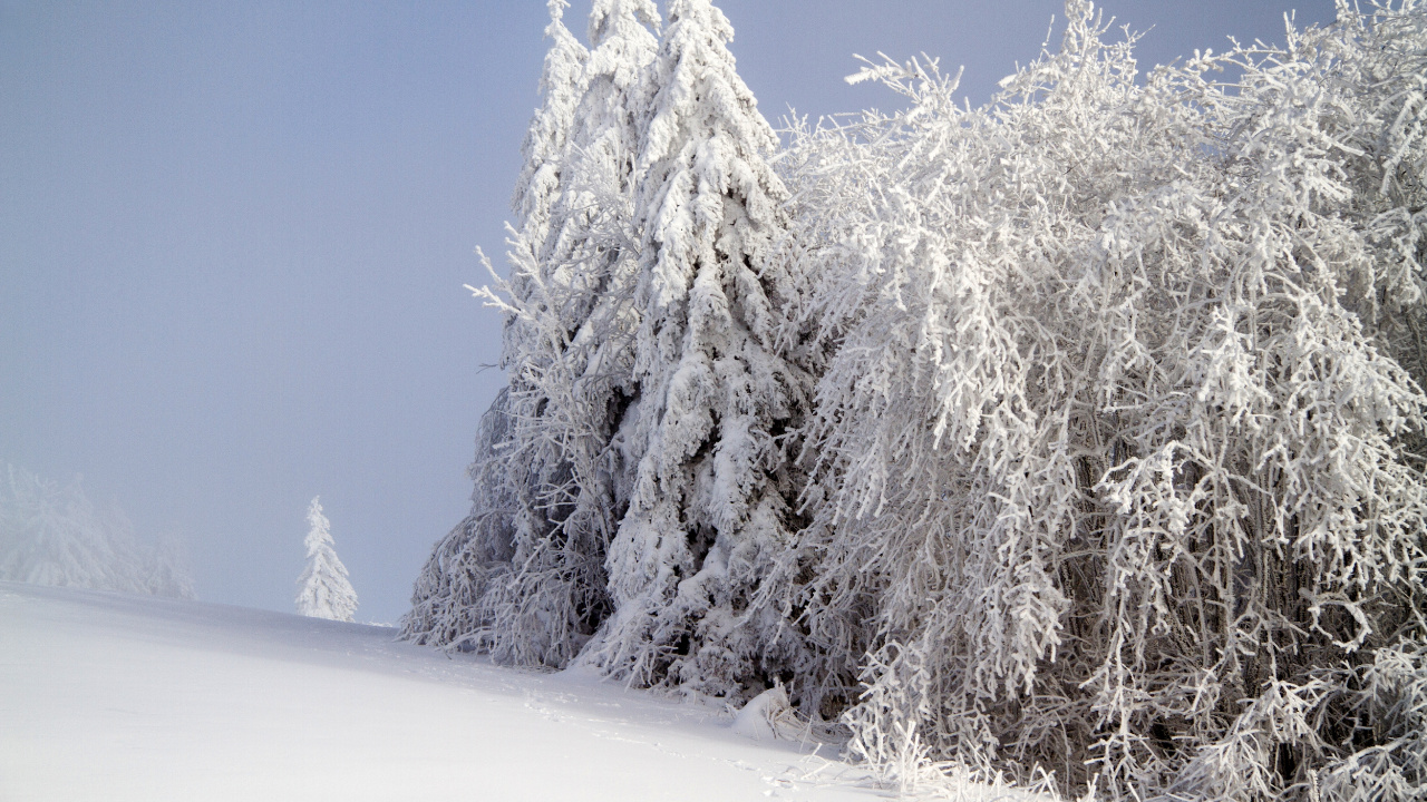 Schneebedeckte Bäume Auf Schneebedecktem Boden Tagsüber. Wallpaper in 1280x720 Resolution