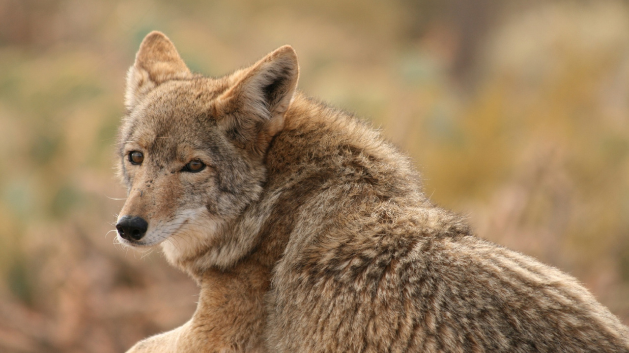 Brauner Und Weißer Fuchs Auf Braunem Gras Tagsüber. Wallpaper in 1280x720 Resolution