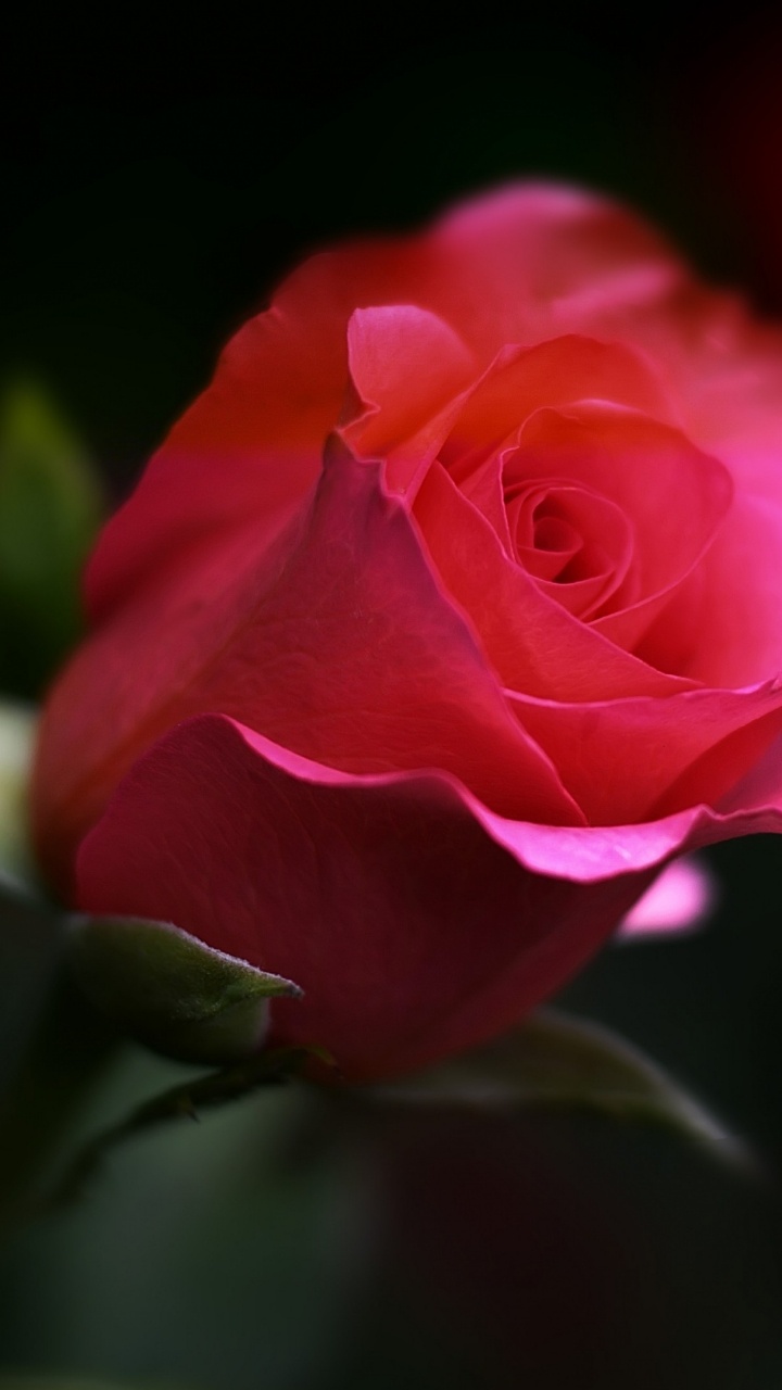 Pink Rose in Bloom in Close up Photography. Wallpaper in 720x1280 Resolution