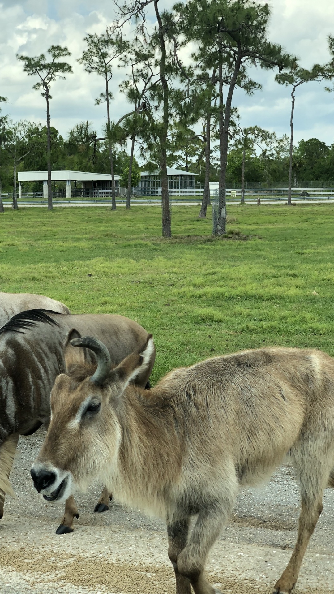 Antilope, Pour Les Animaux Terrestres, Plaine, Prairie, Zone Rurale. Wallpaper in 1080x1920 Resolution