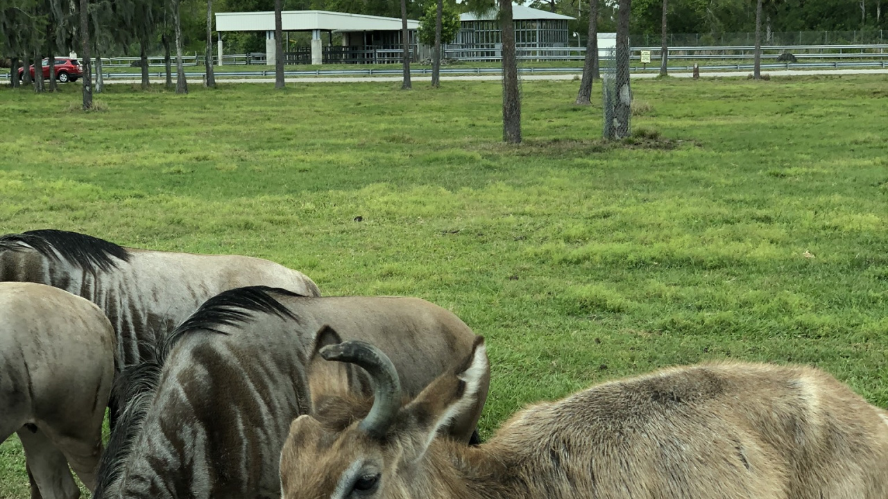 Tierwelt, Hirsch, Antilope, Baum, Terrestrische Tier. Wallpaper in 1280x720 Resolution