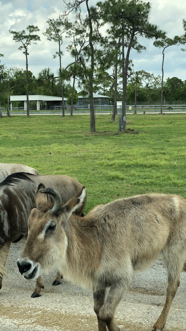 Tierwelt, Hirsch, Antilope, Baum, Terrestrische Tier. Wallpaper in 750x1334 Resolution
