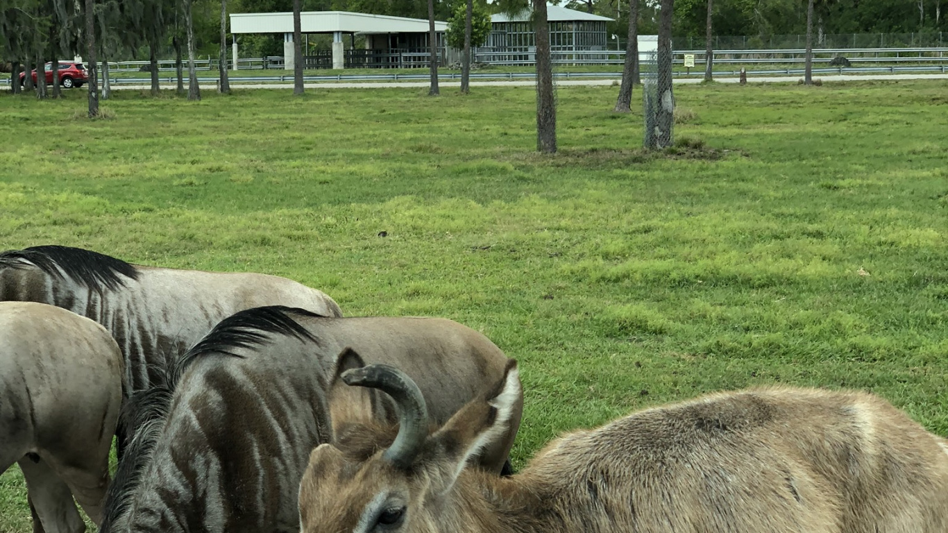 Wildlife, Deer, Antelope, Tree, Terrestrial Animal. Wallpaper in 1366x768 Resolution