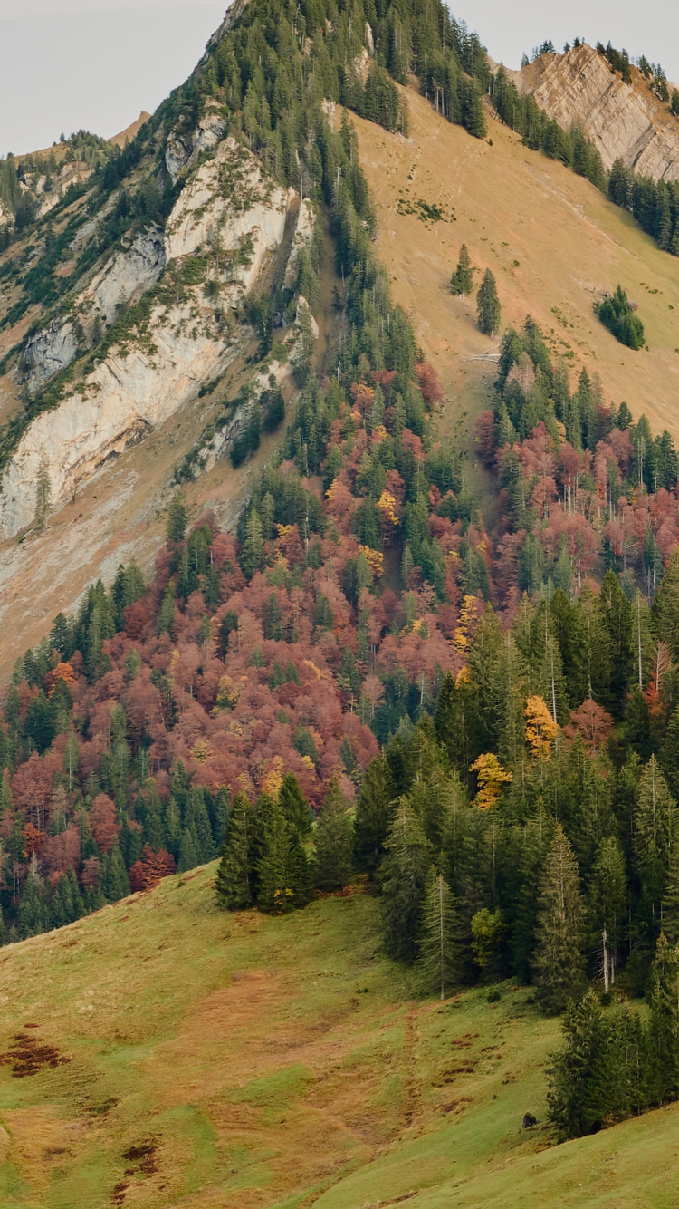 Highland, Archive File, Gzip, Plant, Plant Community. Wallpaper in 750x1334 Resolution