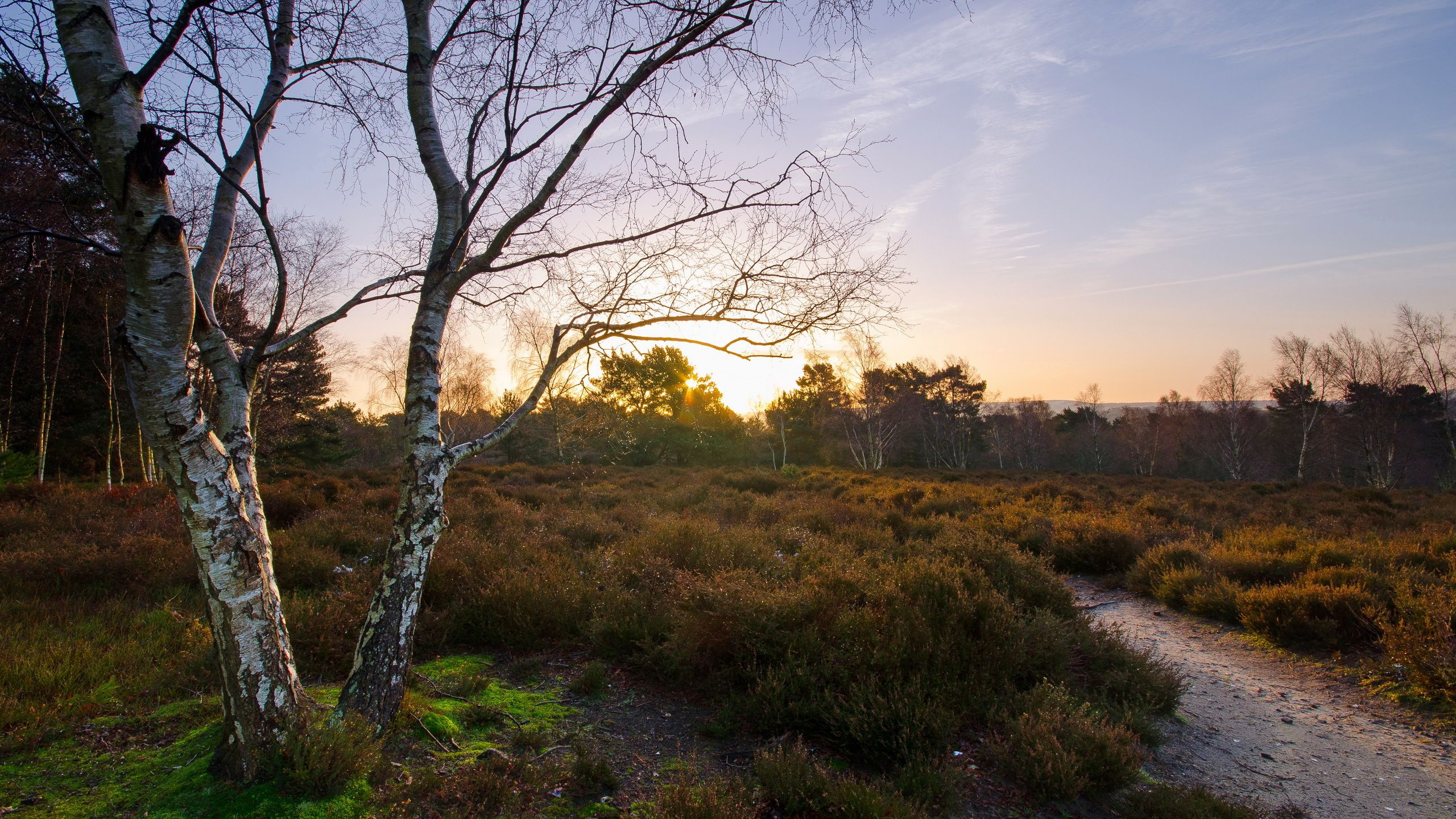 Kahlen Baum Auf Der Grünen Wiese Tagsüber. Wallpaper in 2560x1440 Resolution