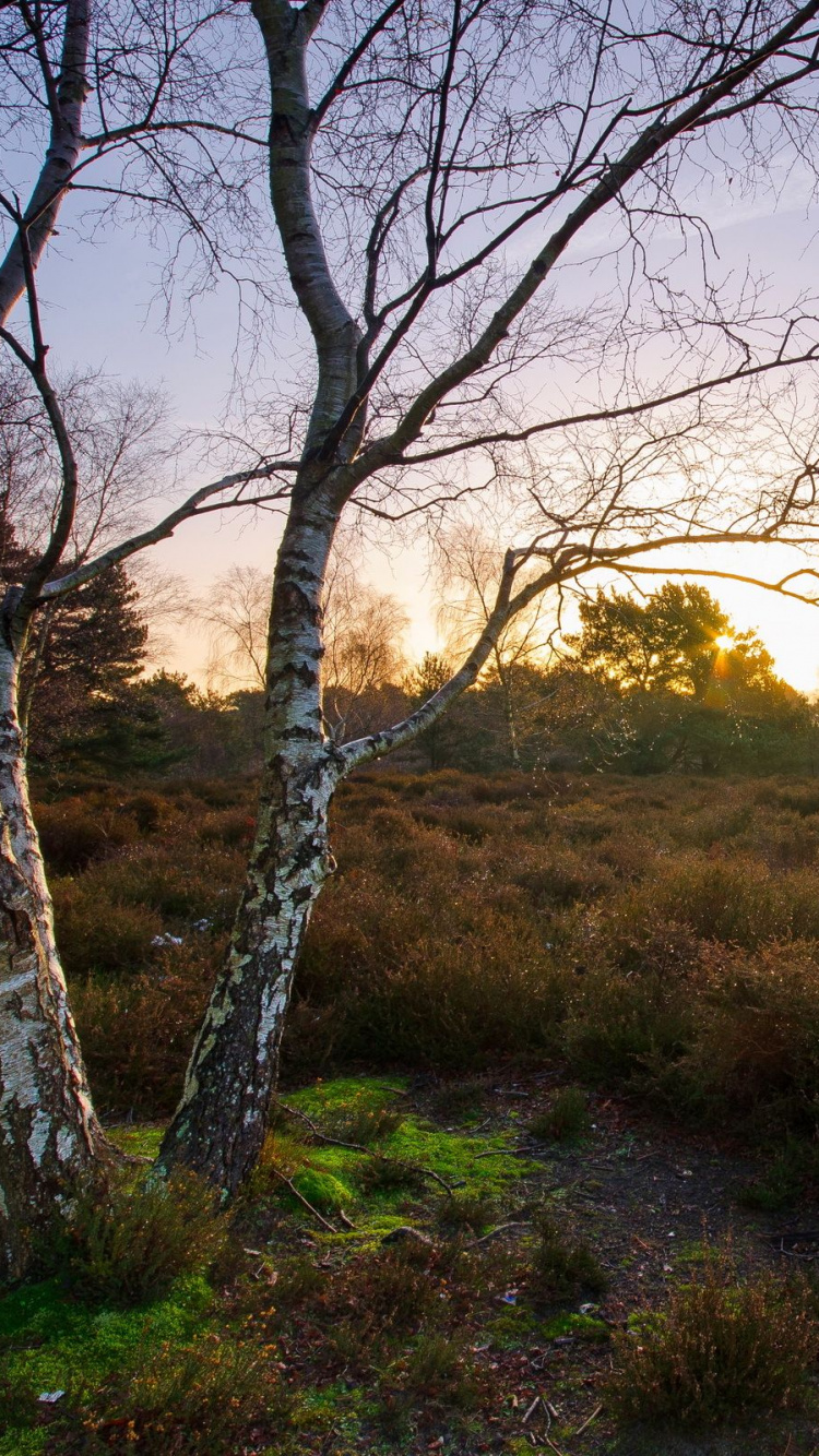 Kahlen Baum Auf Der Grünen Wiese Tagsüber. Wallpaper in 750x1334 Resolution
