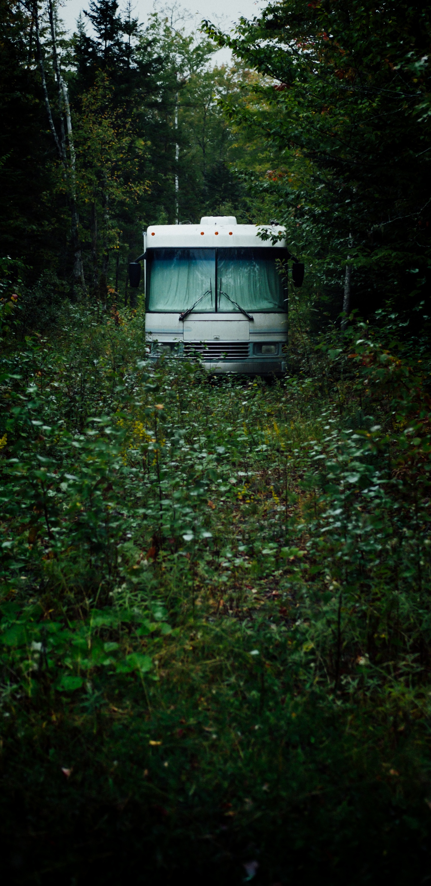 Weißer Und Blauer Bus Auf Grünem Gras Tagsüber. Wallpaper in 1440x2960 Resolution