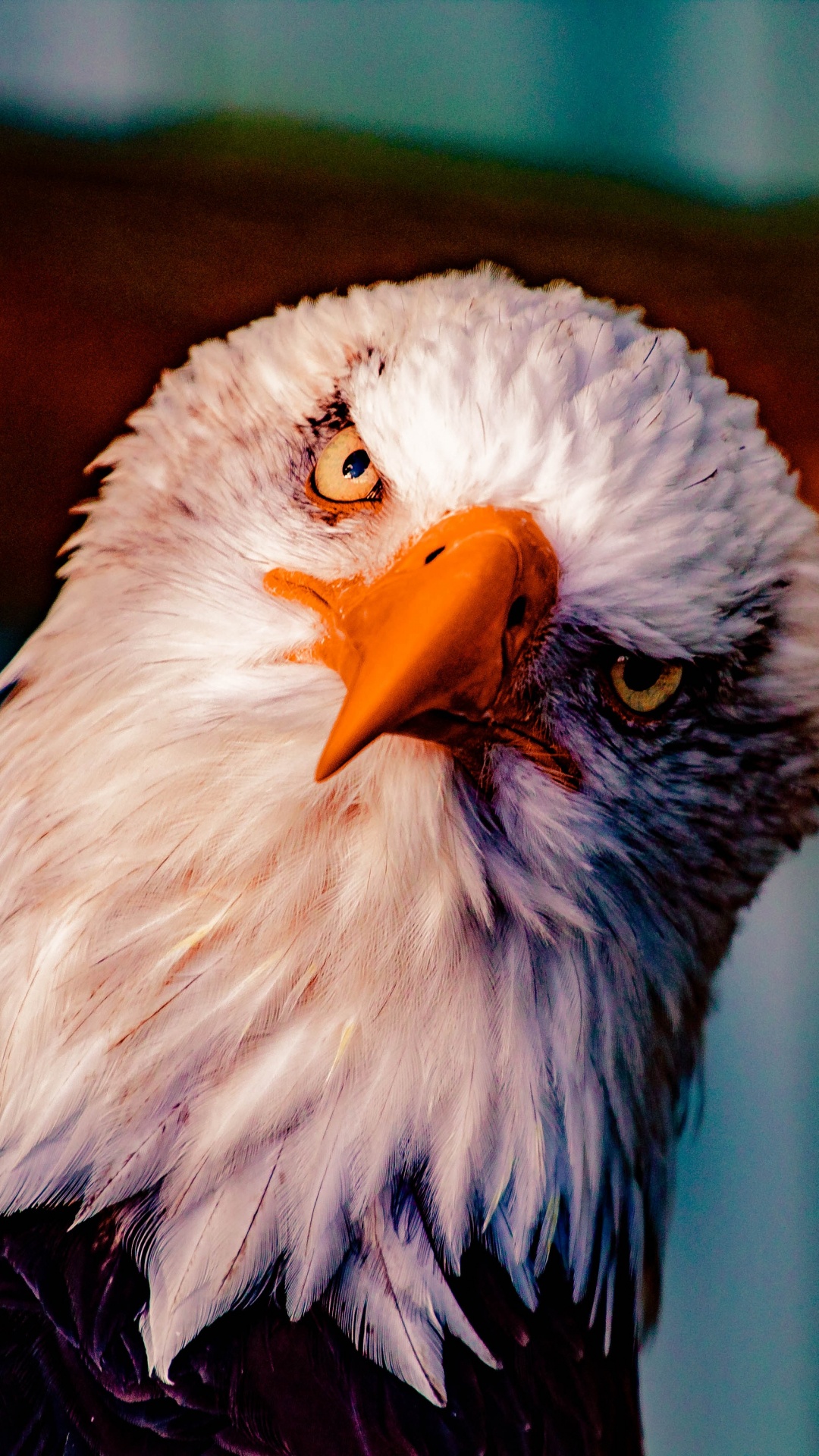 Animal Bald Eagle 4k Ultra HD Wallpaper