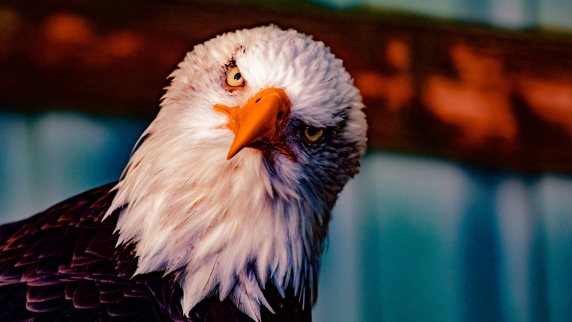 White and Black Eagle in Tilt Shift Lens. Wallpaper in 1920x1080 Resolution