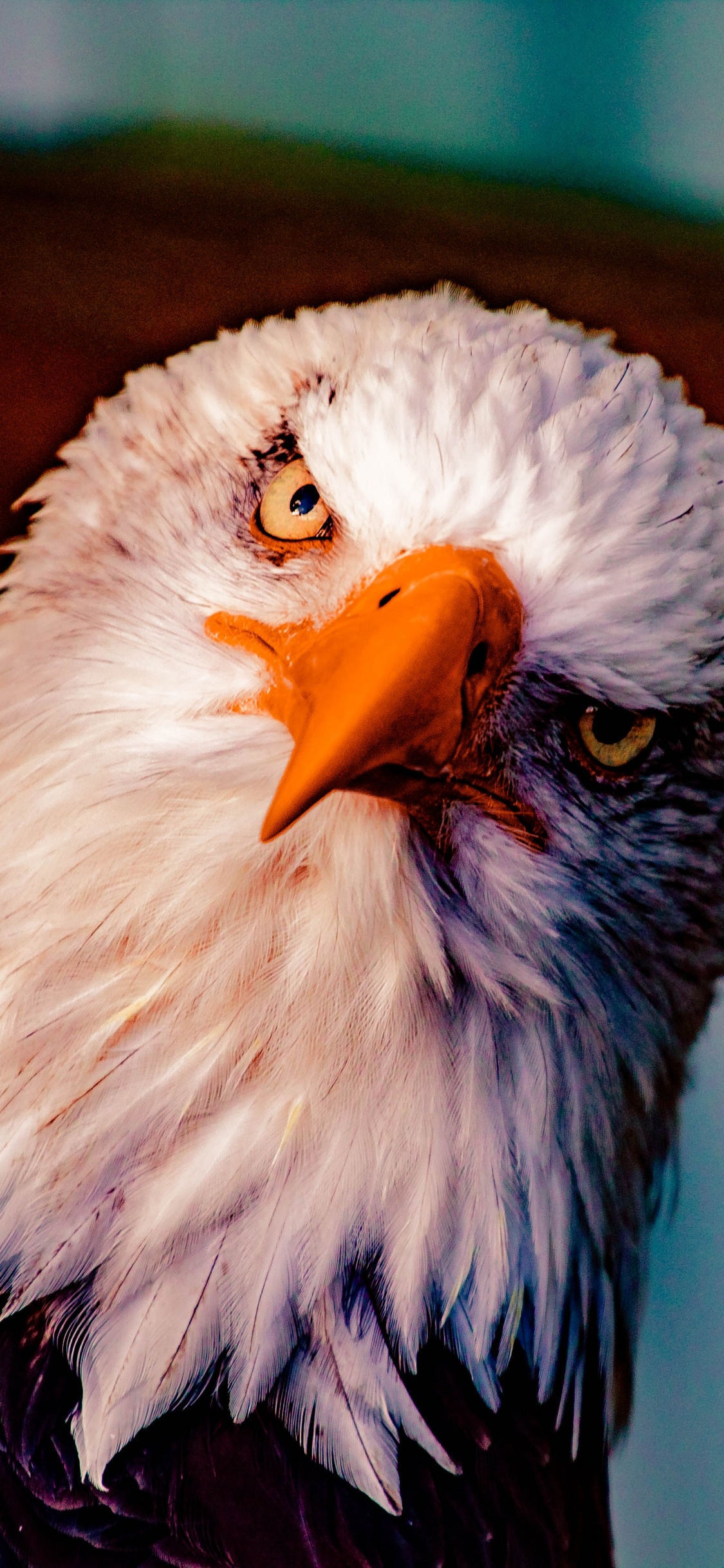 Águila Blanca y Negra Con Lente de Cambio de Inclinación. Wallpaper in 1125x2436 Resolution