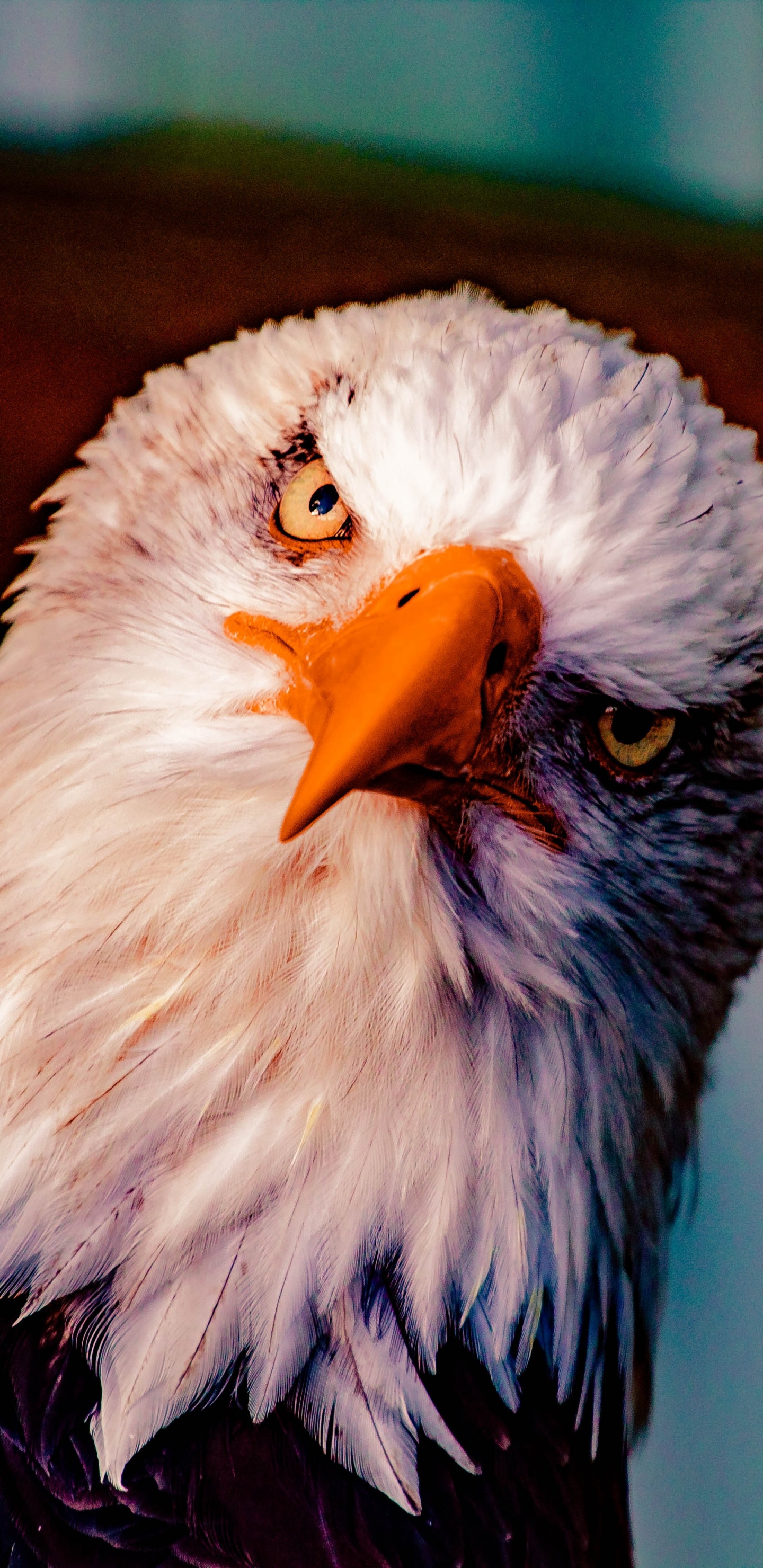 Aigle Blanc et Noir Dans L'objectif à Basculement. Wallpaper in 1440x2960 Resolution