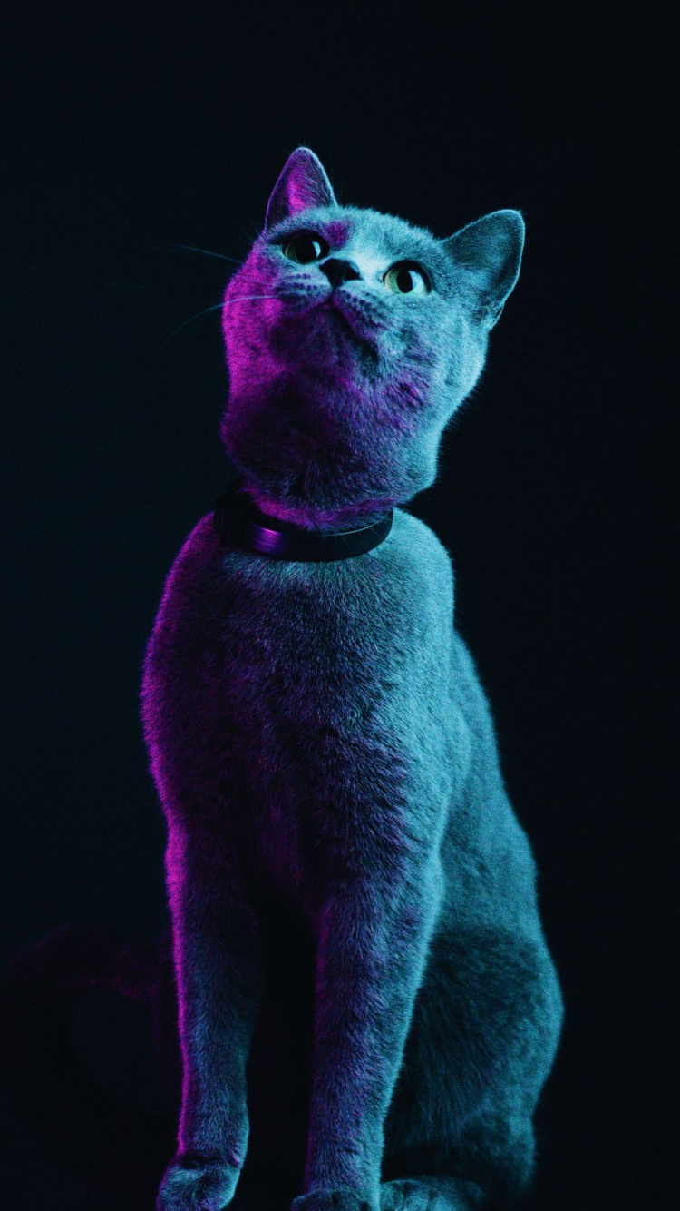 Chat, Chat Noir, Chat Tigré, la Gentillesse, Purple. Wallpaper in 750x1334 Resolution