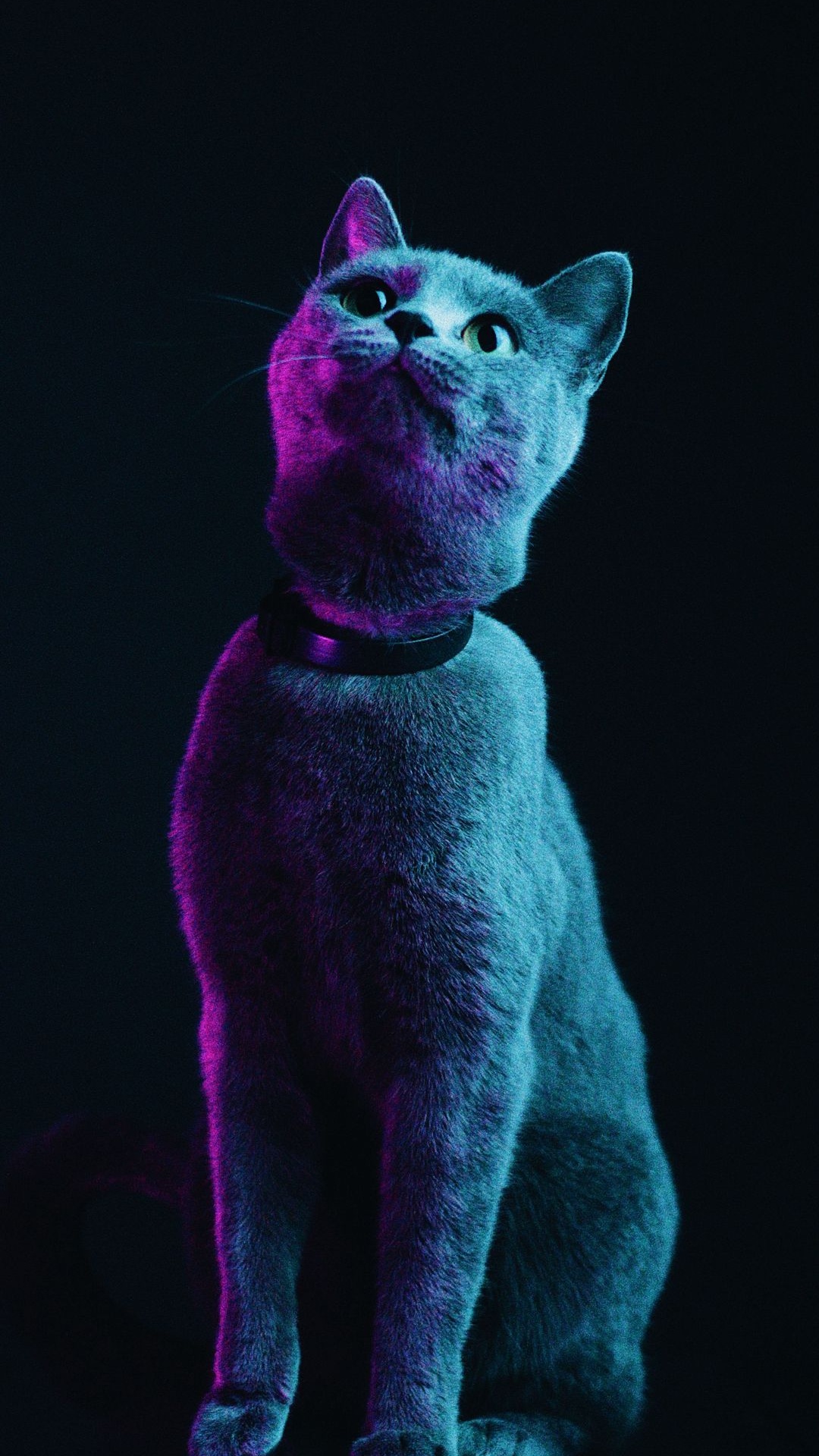 Gato, Gato Negro, Gato Atigrado, la Lindura, Morado. Wallpaper in 1080x1920 Resolution