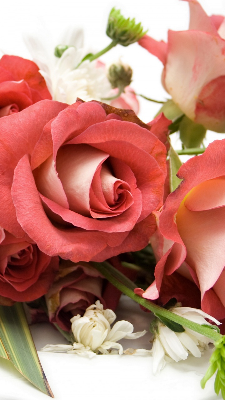 Red Rose Bouquet on White Surface. Wallpaper in 720x1280 Resolution