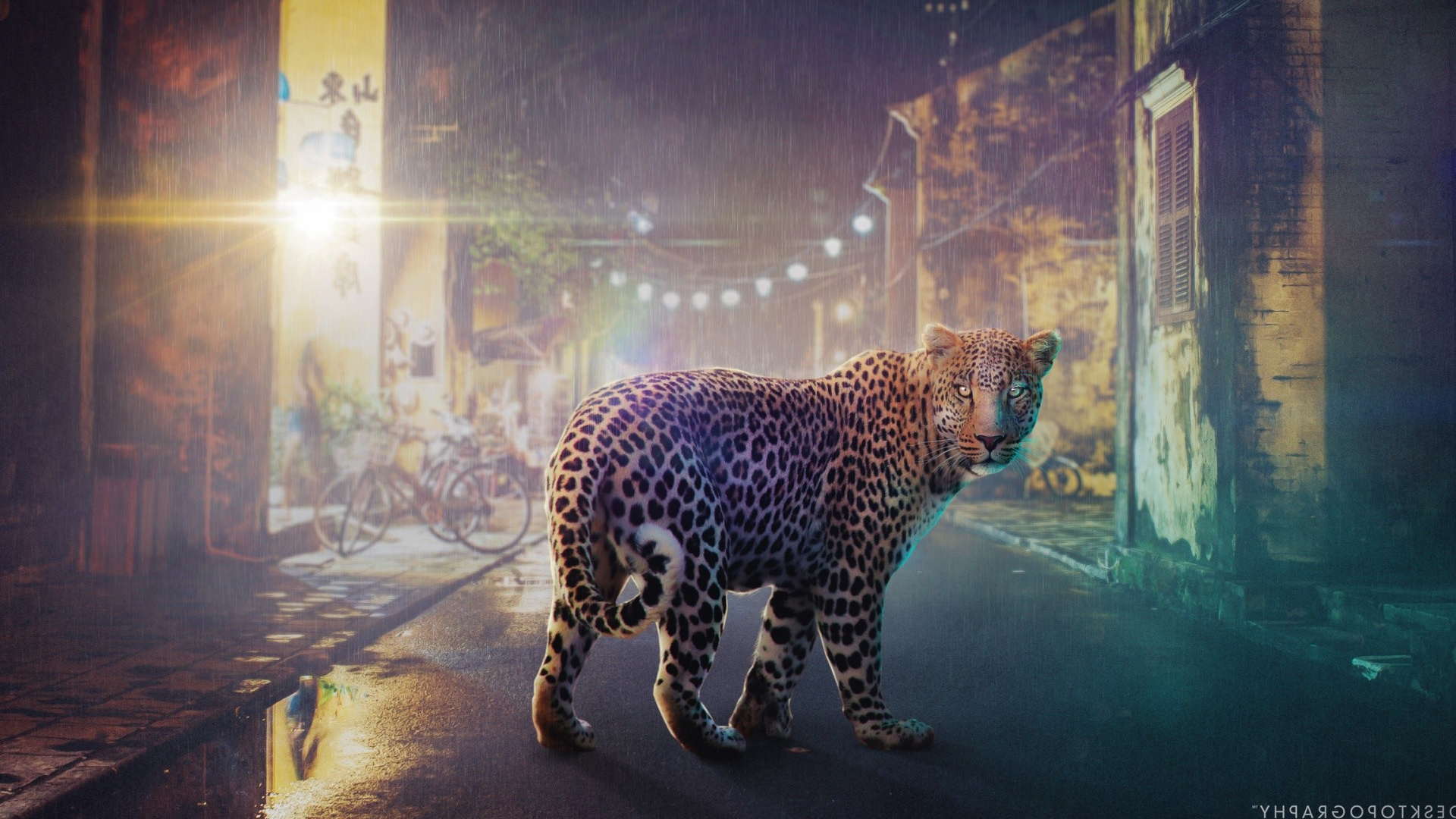 Leopard in Water During Daytime. Wallpaper in 1920x1080 Resolution