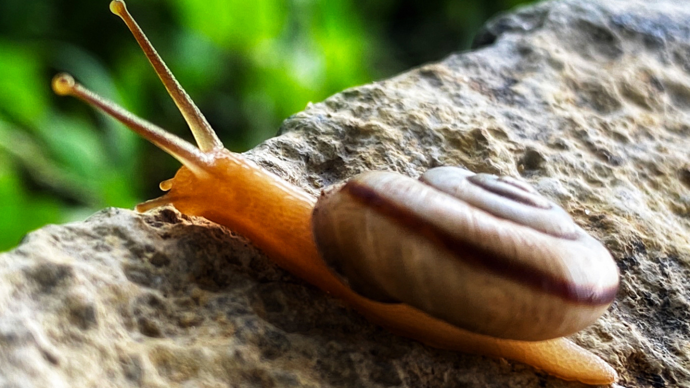 Caracol, Caracoles, Los Animales Terrestres, Ciencia, Biología. Wallpaper in 1366x768 Resolution