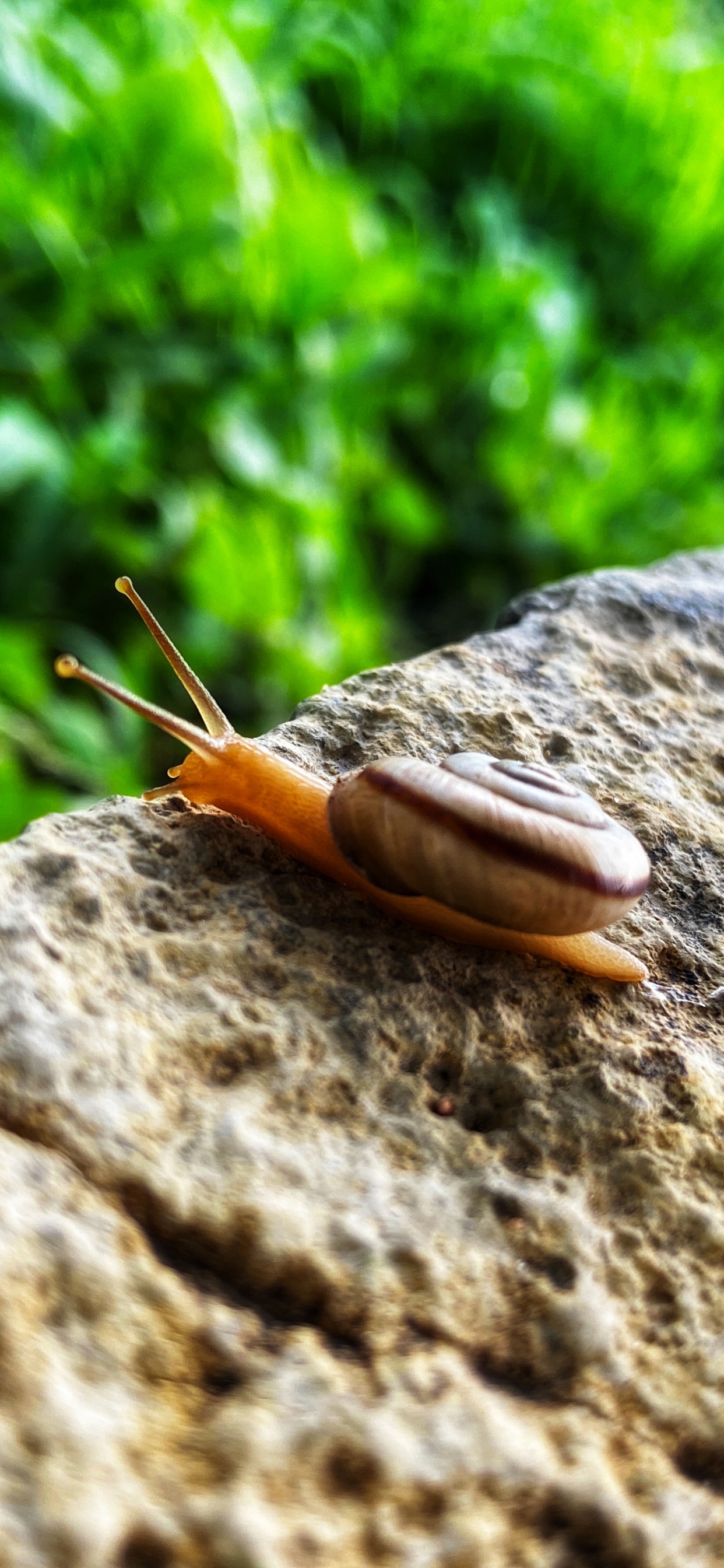 Schnecke, Schnecken, Terrestrische Tier, Wissenschaft, Biologie. Wallpaper in 1242x2688 Resolution