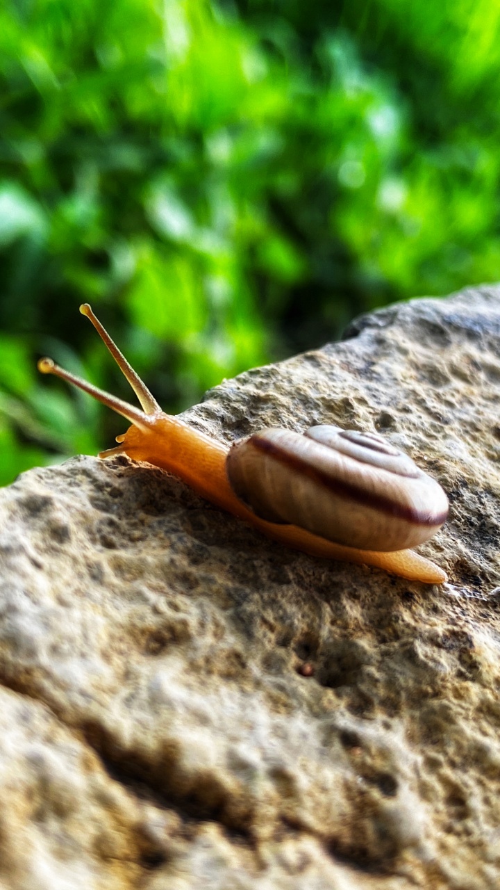 Schnecke, Schnecken, Terrestrische Tier, Wissenschaft, Biologie. Wallpaper in 720x1280 Resolution