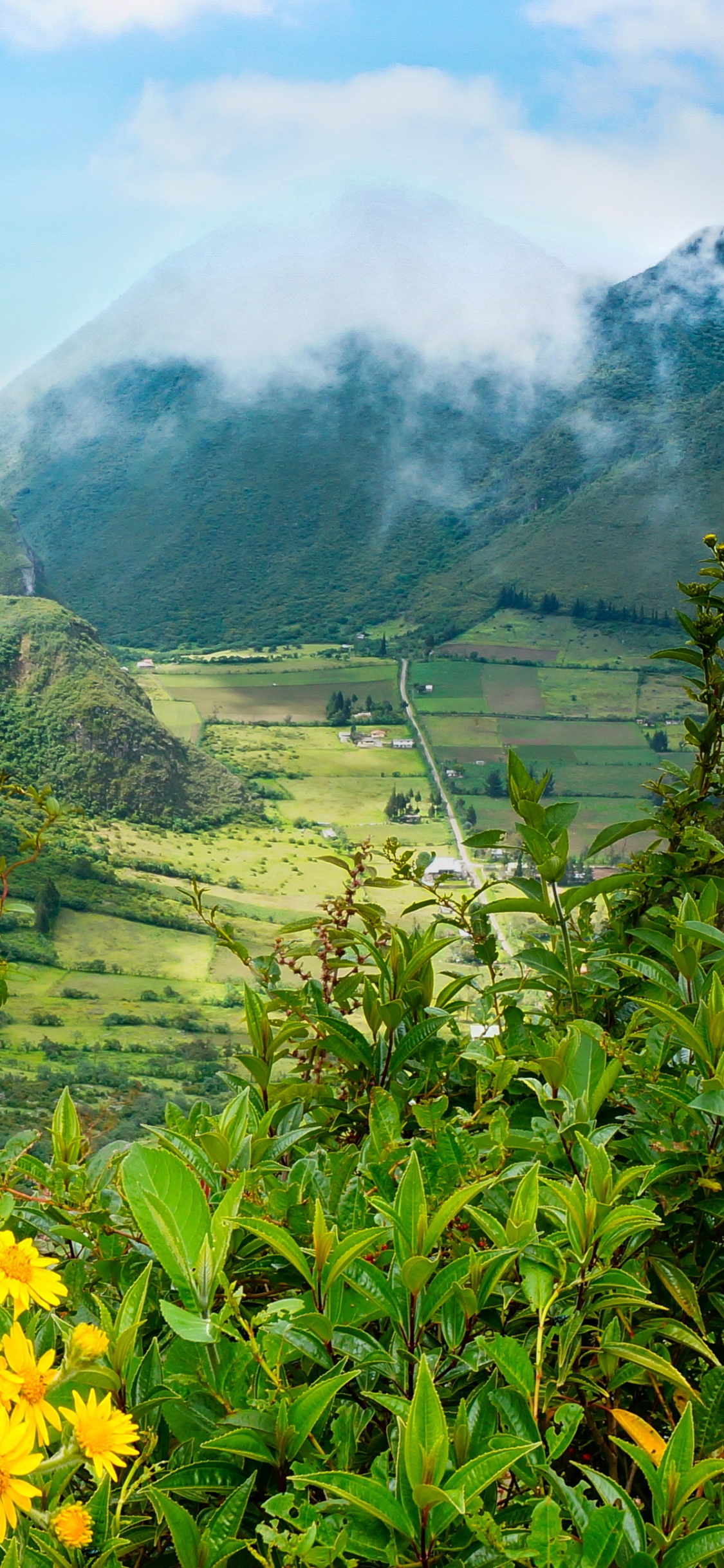 Yellow Flower With Green Grass Field and Mountains in The Distance. Wallpaper in 1125x2436 Resolution