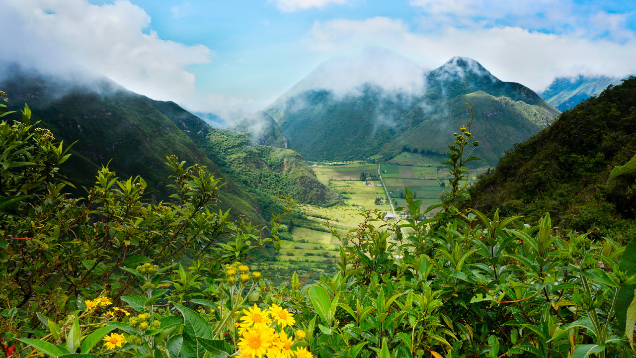 Yellow Flower With Green Grass Field and Mountains in The Distance. Wallpaper in 1280x720 Resolution