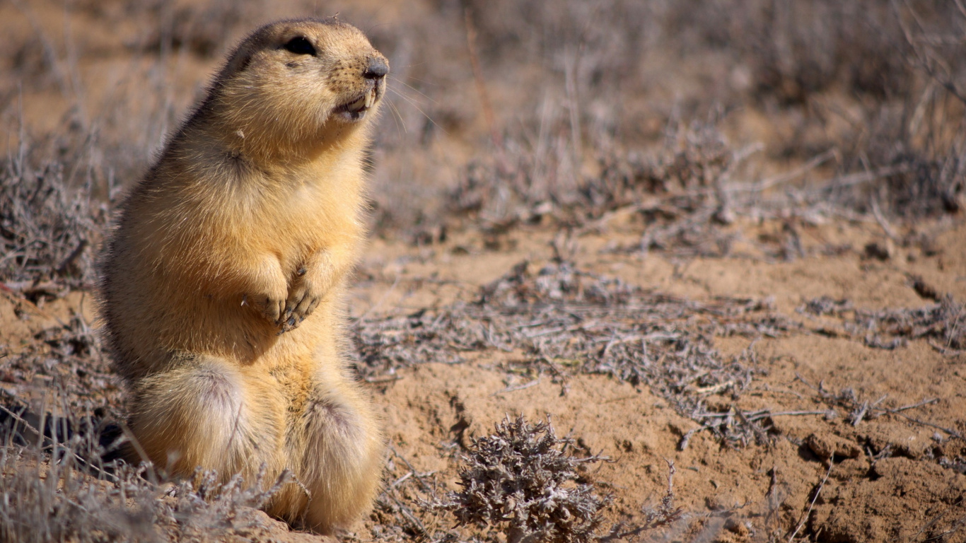 Animal Marrón y Negro Sobre Suelo Marrón Durante el Día. Wallpaper in 1366x768 Resolution