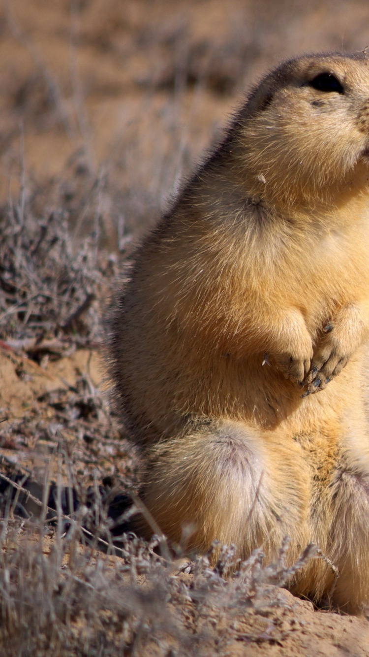 Animal Brun et Noir Sur Sol Brun Pendant la Journée. Wallpaper in 750x1334 Resolution