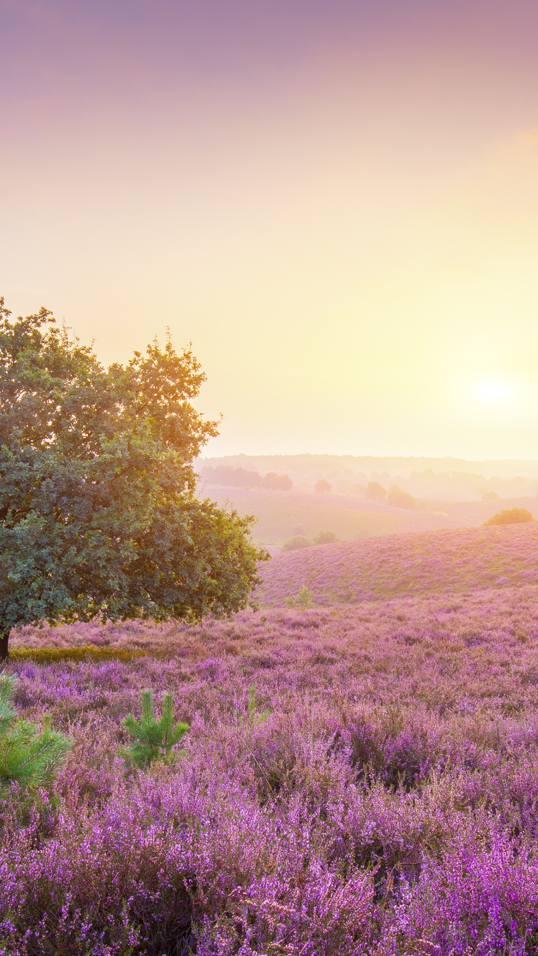 Apple MacBook Pro, Apple, Paysage Naturel, Purple, Lever. Wallpaper in 1080x1920 Resolution
