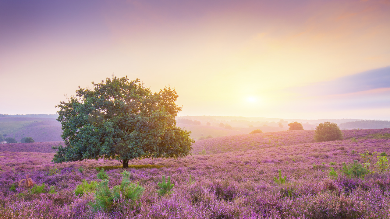 Apple MacBook Pro, Apple, Paysage Naturel, Purple, Lever. Wallpaper in 1280x720 Resolution