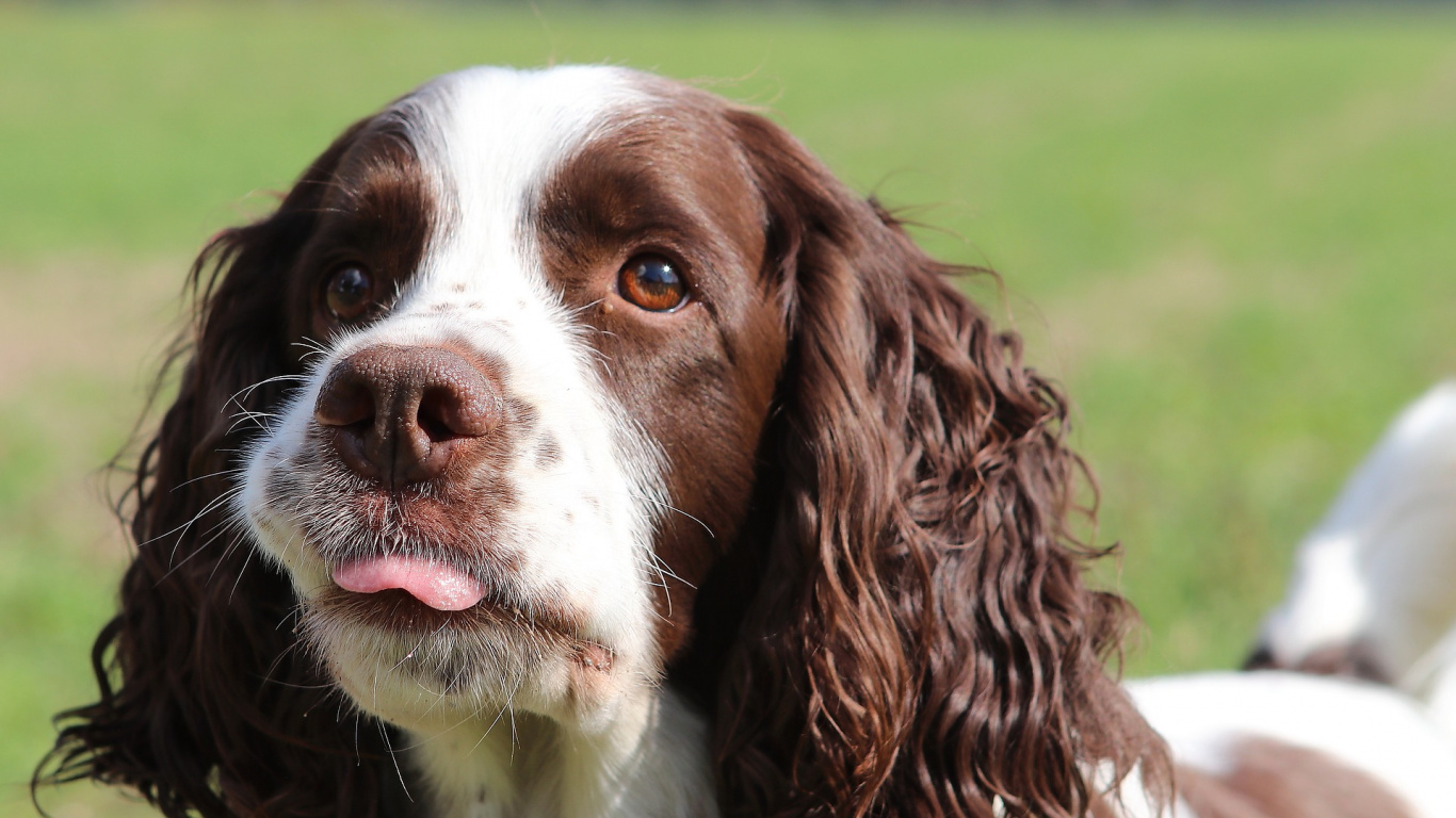 Chien à Poil Long Brun et Blanc. Wallpaper in 1366x768 Resolution