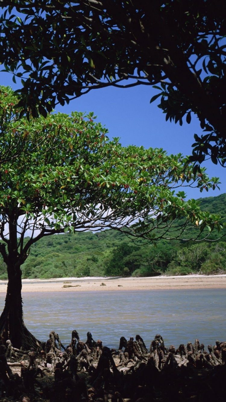 Green Tree on Brown Field During Daytime. Wallpaper in 750x1334 Resolution