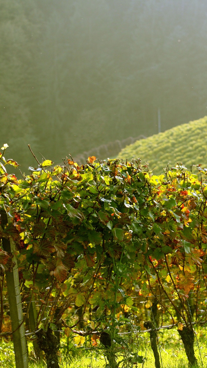 Plante Verte et Jaune Sur Terrain D'herbe Verte. Wallpaper in 720x1280 Resolution
