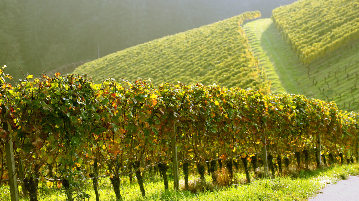 Green and Yellow Plant on Green Grass Field. Wallpaper in 1366x768 Resolution