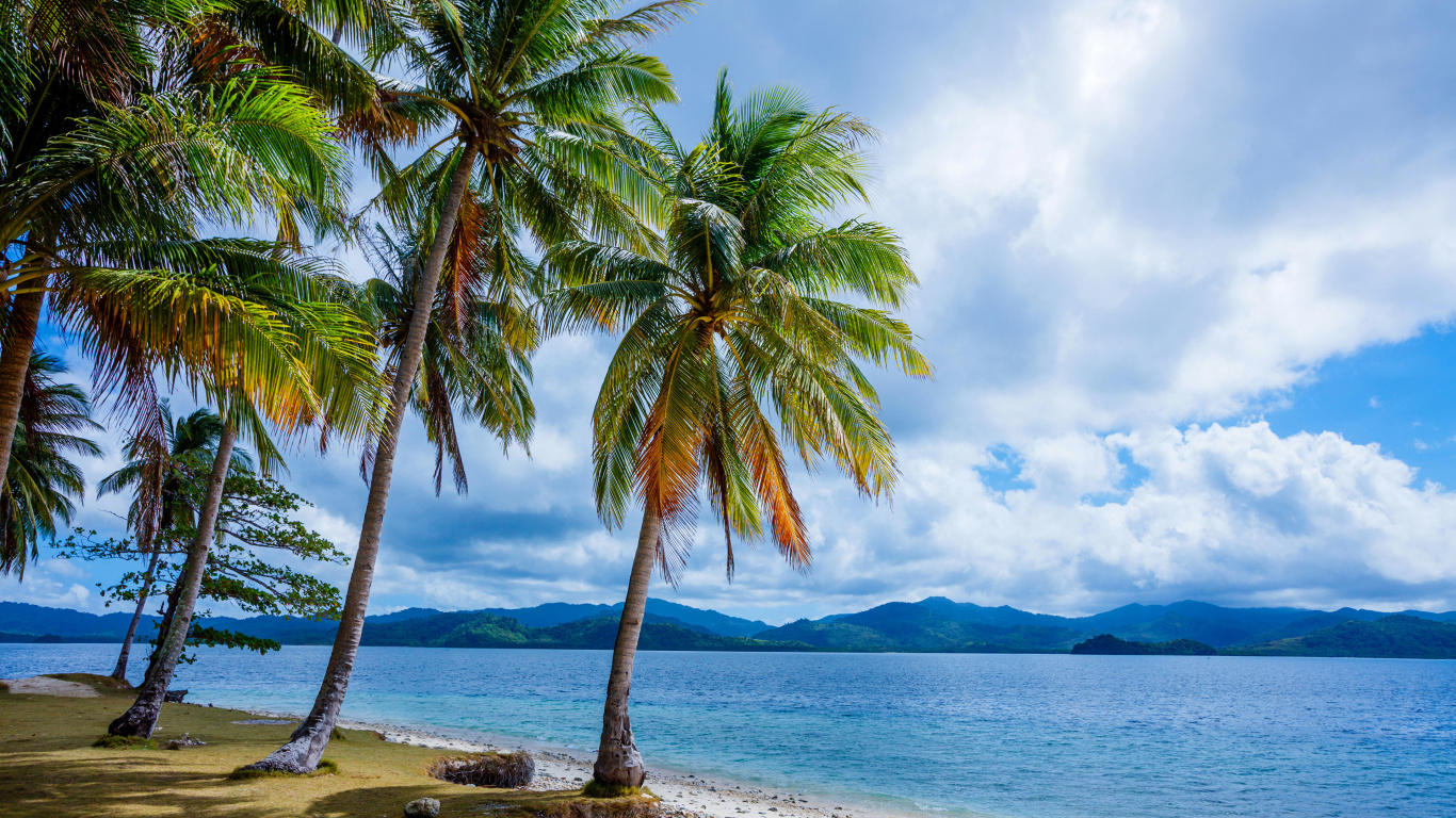 Coconut Tree Near Sea Under White Clouds and Blue Sky During Daytime. Wallpaper in 1366x768 Resolution