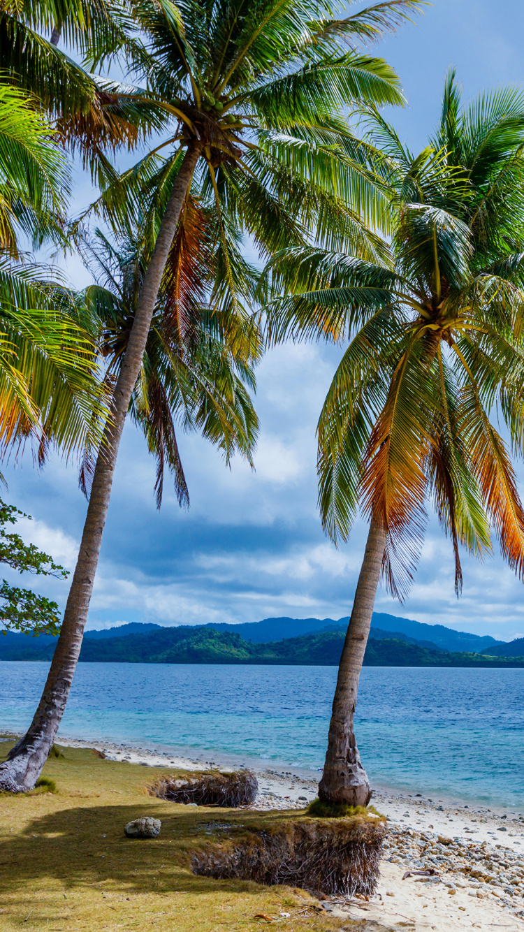 Kokospalme am Meer Unter Weißen Wolken Und Blauem Himmel Tagsüber. Wallpaper in 750x1334 Resolution