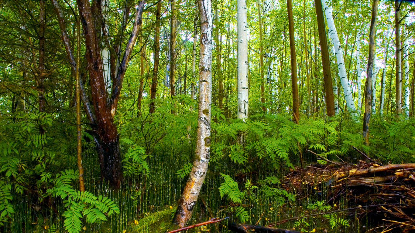 Green Trees and Plants During Daytime. Wallpaper in 1366x768 Resolution