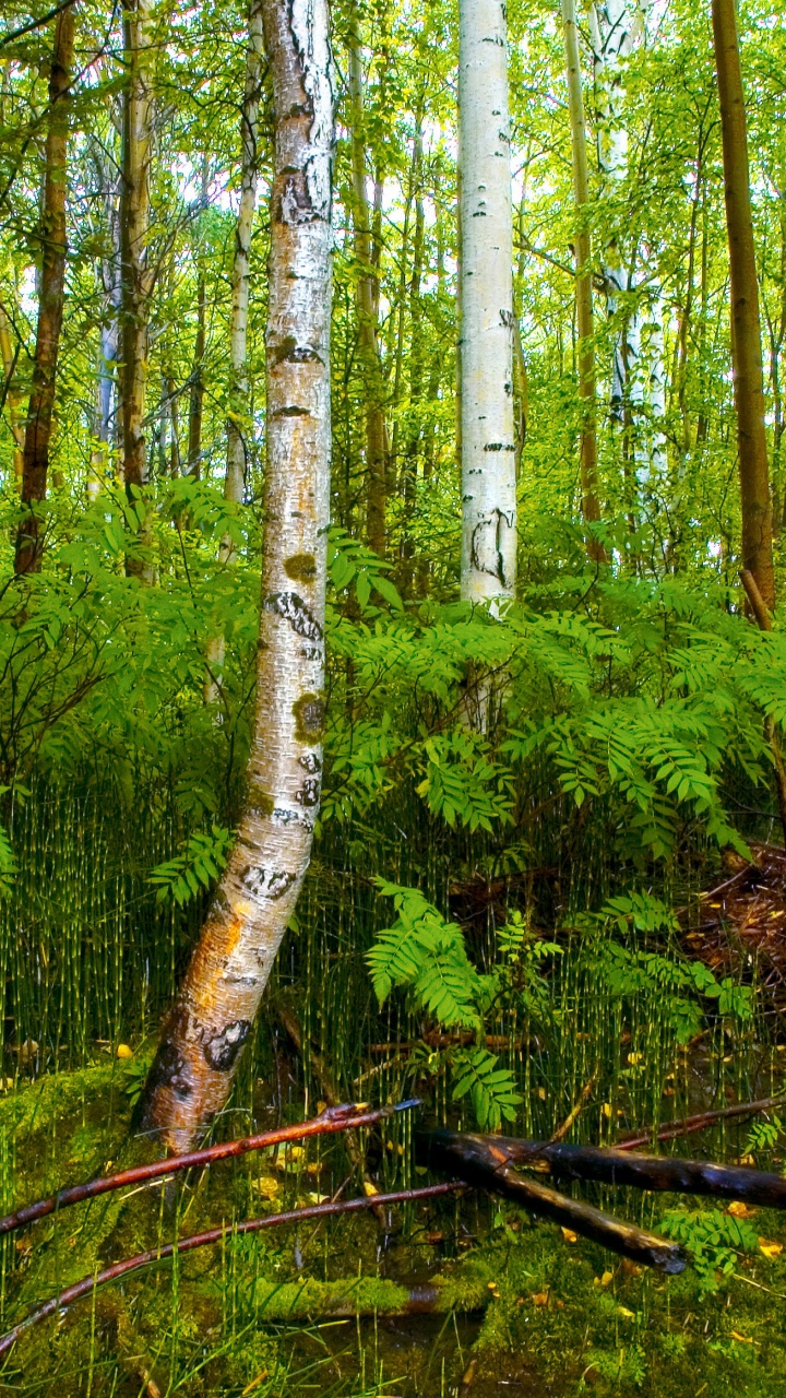 Grüne Bäume Und Pflanzen Tagsüber. Wallpaper in 720x1280 Resolution