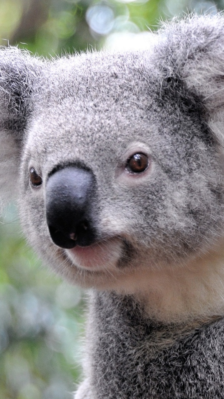 Koala, la Gentillesse, Pour Les Animaux Terrestres, Marsupial, Fourrure. Wallpaper in 720x1280 Resolution