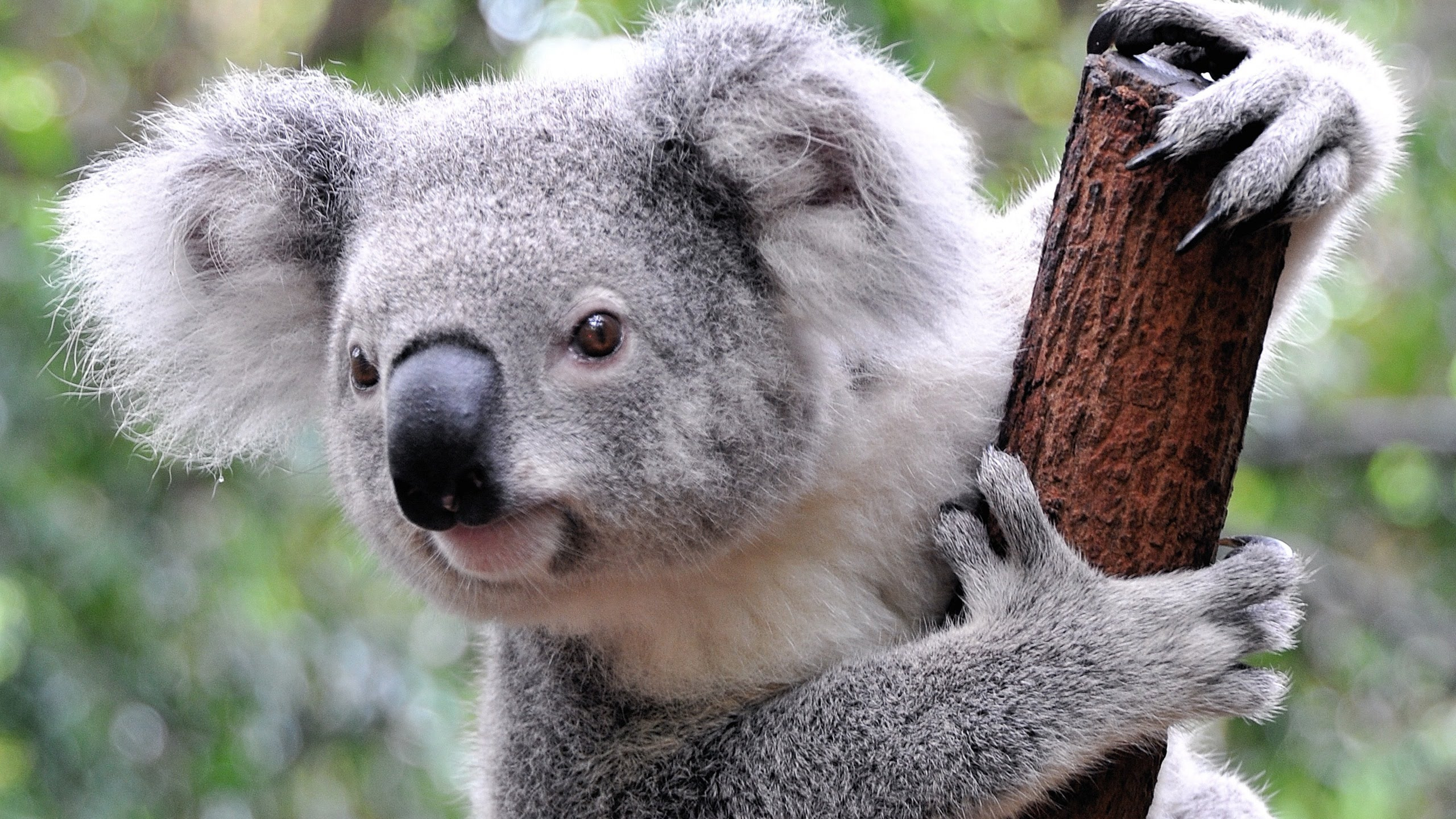 Koala, Niedlichkeit, Terrestrische Tier, Beuteltier, Tierwelt. Wallpaper in 2560x1440 Resolution