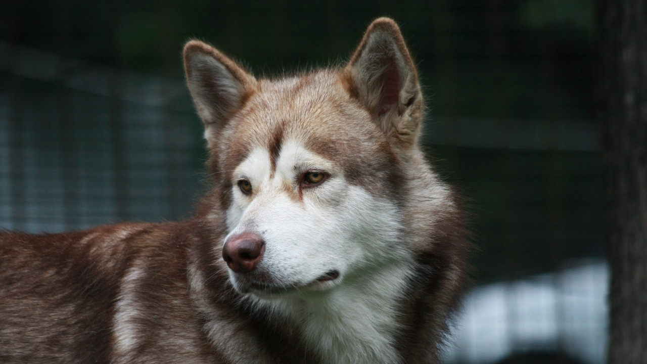 阿拉斯加雪橇犬, Saarloos那只狼狗, 品种的狗, 那只狼狗, Tamaskan狗 壁纸 1280x720 允许