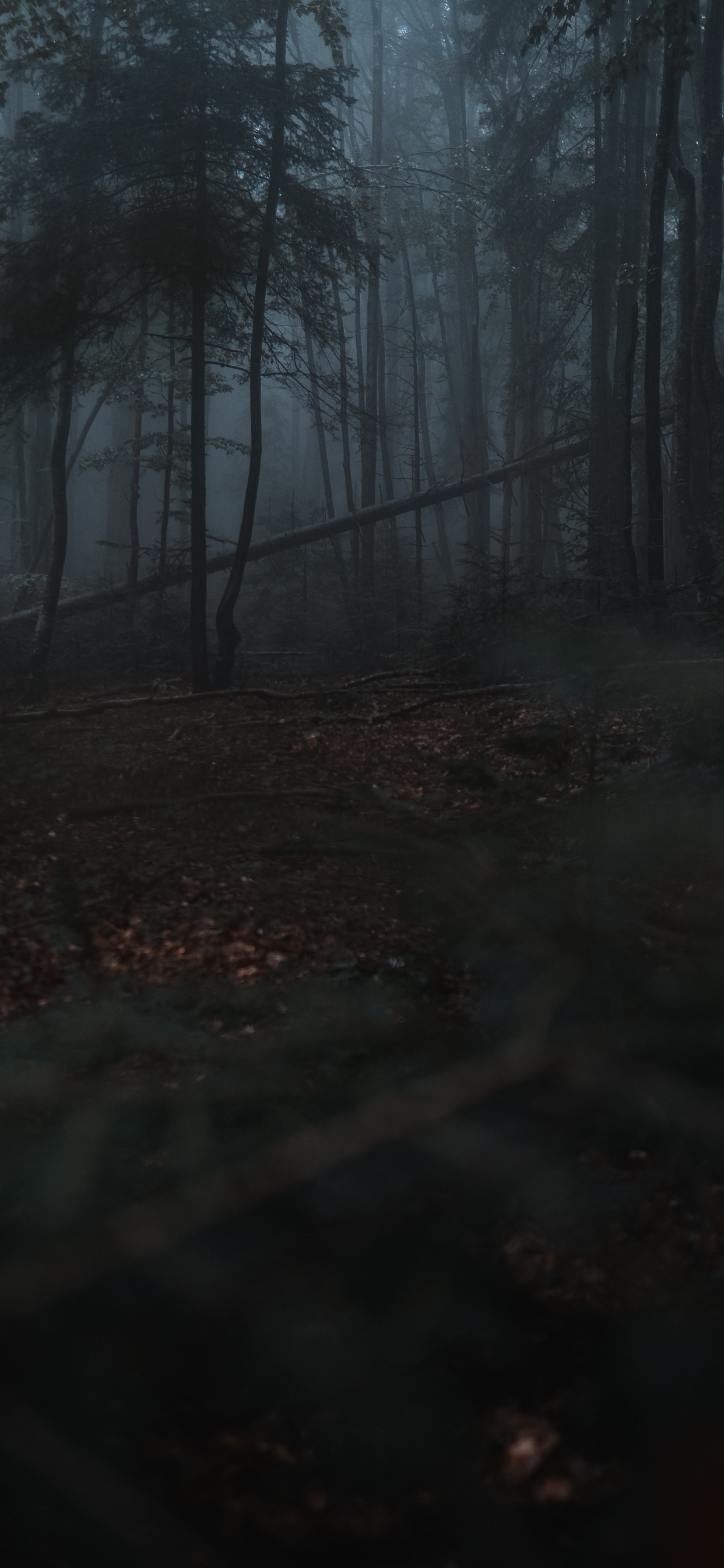 Natur, Wald, Natürlichen Umgebung, Baum, Atmosphäre. Wallpaper in 1242x2688 Resolution