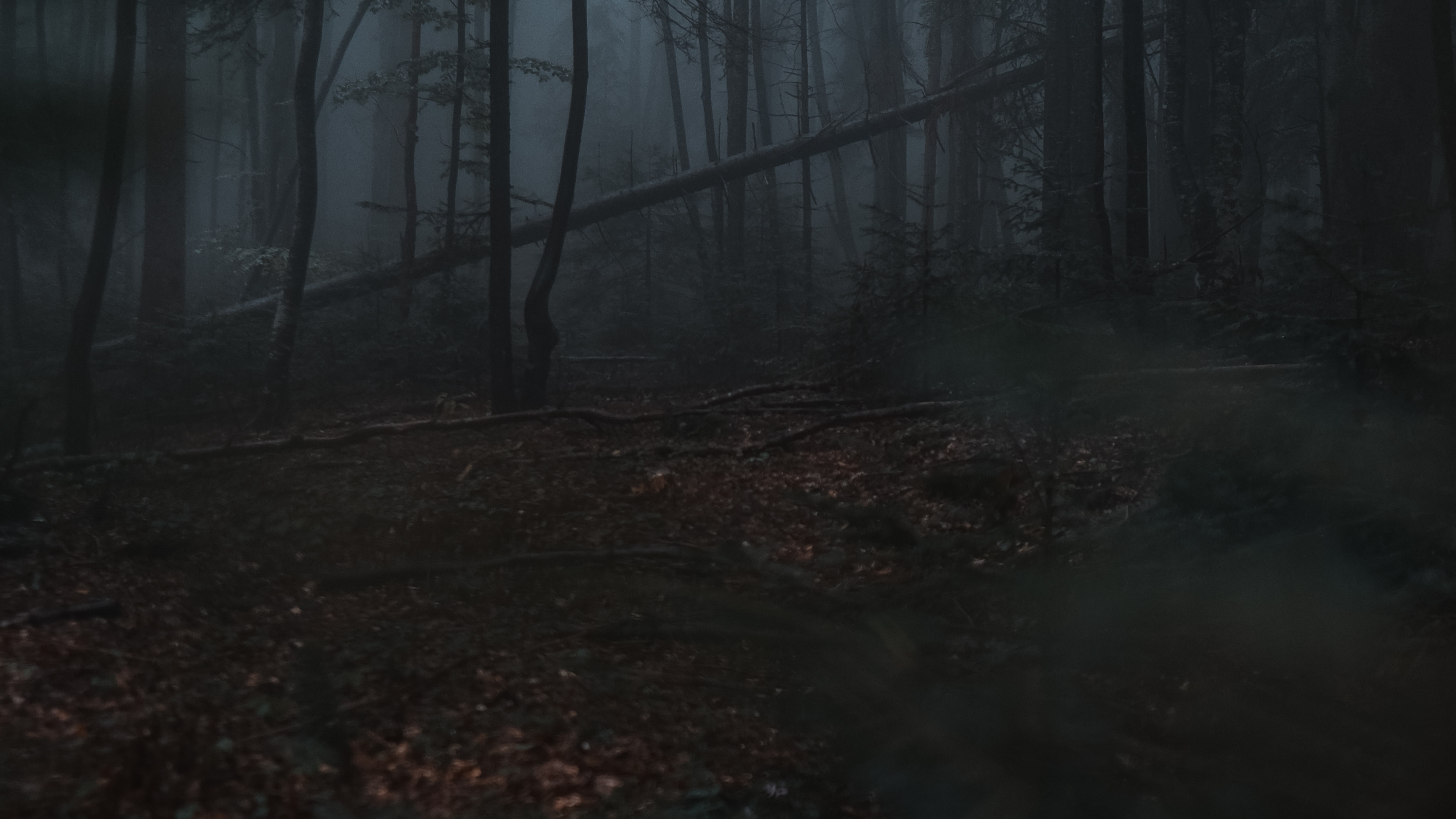 Natur, Wald, Natürlichen Umgebung, Baum, Atmosphäre. Wallpaper in 3840x2160 Resolution