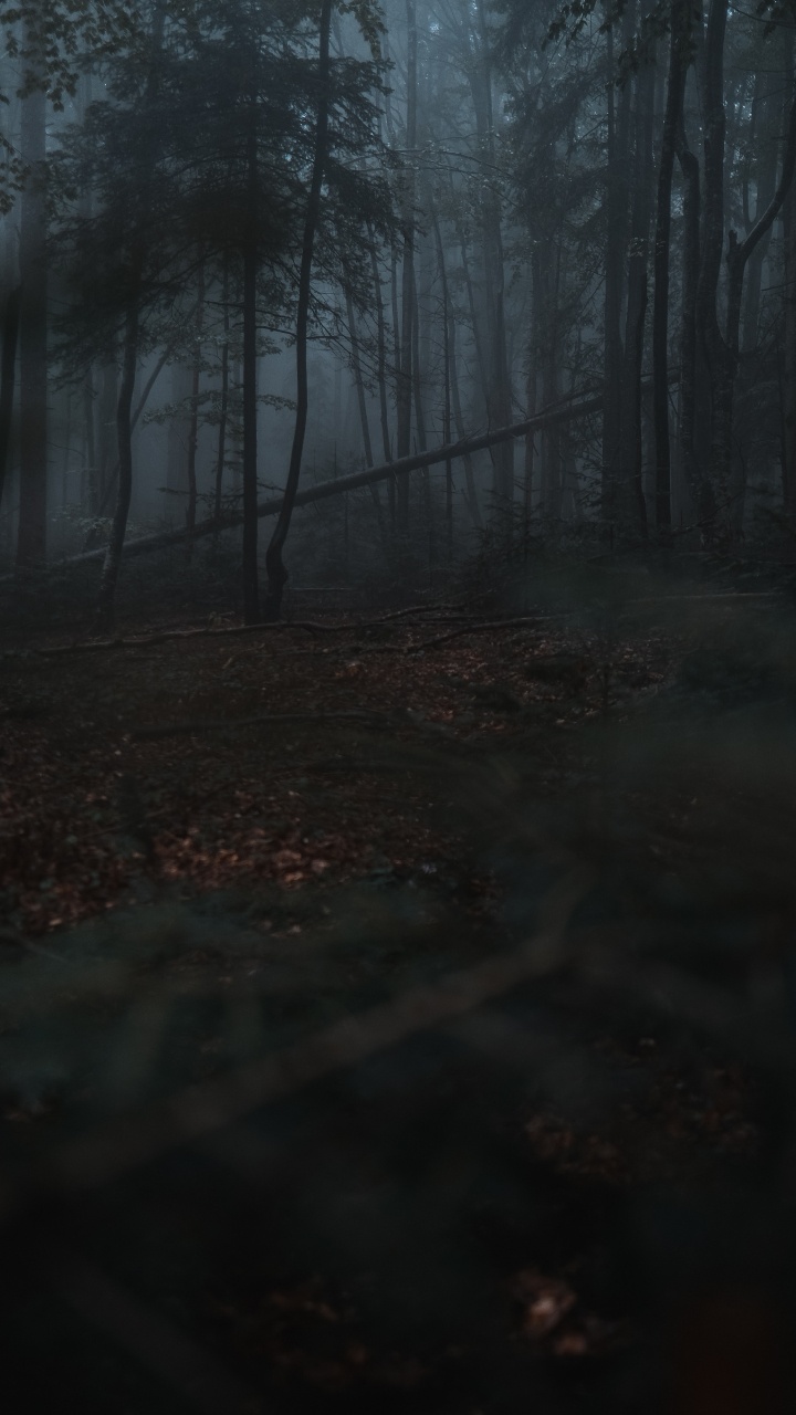 Natur, Wald, Natürlichen Umgebung, Baum, Atmosphäre. Wallpaper in 720x1280 Resolution